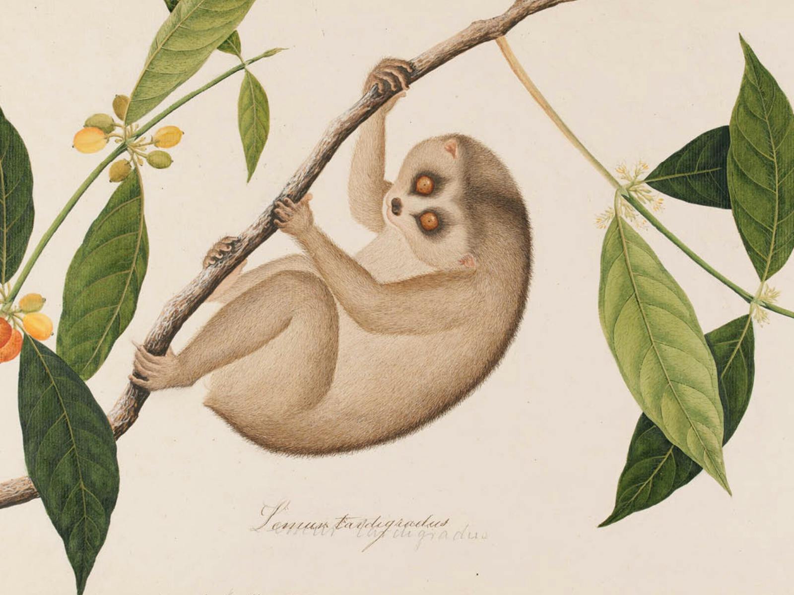 Image for Tails from the Coasts: Nature Stories of Singapore