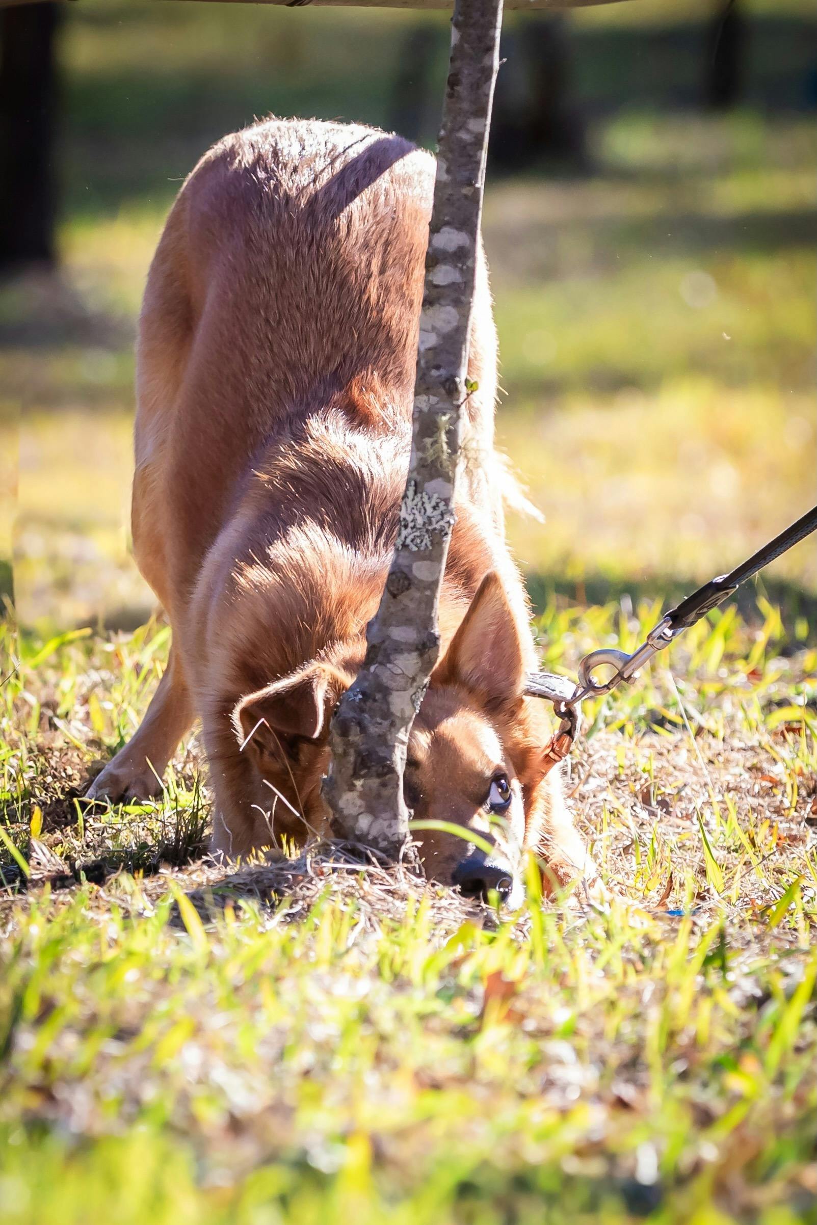 Truffle dog finding a truffle by scent
