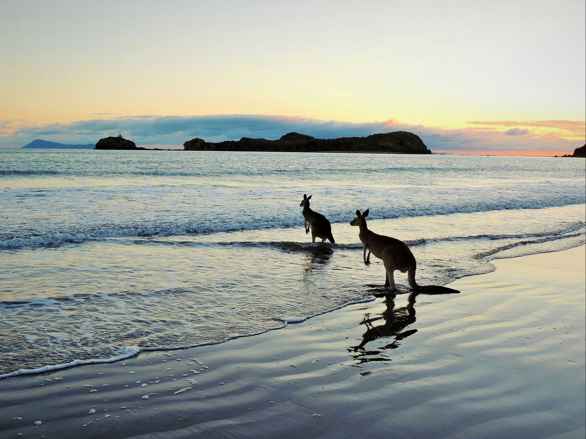 Kangaroos in water at Cape Hillsborough beach