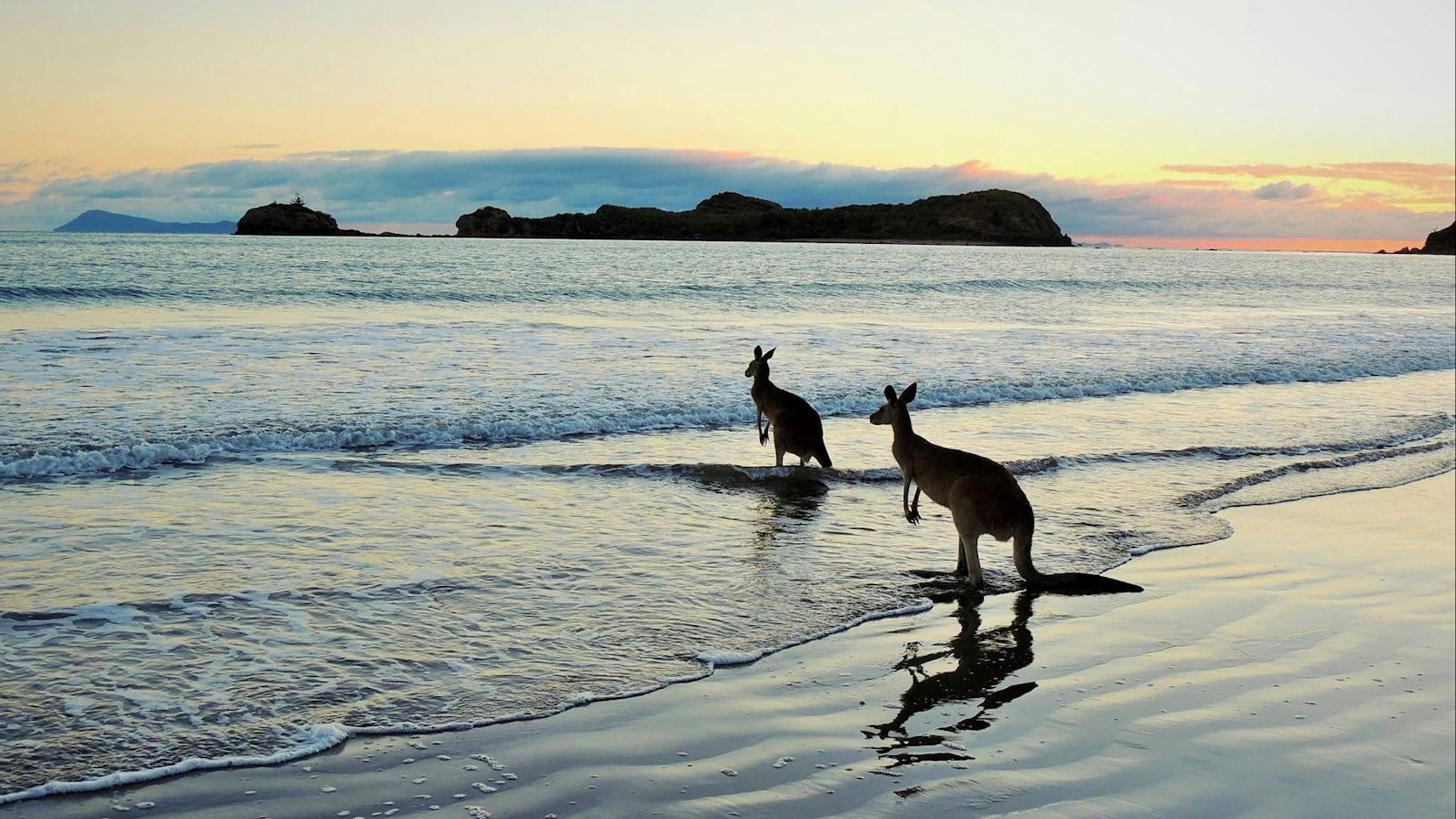 Kangaroos in water at Cape Hillsborough beach
