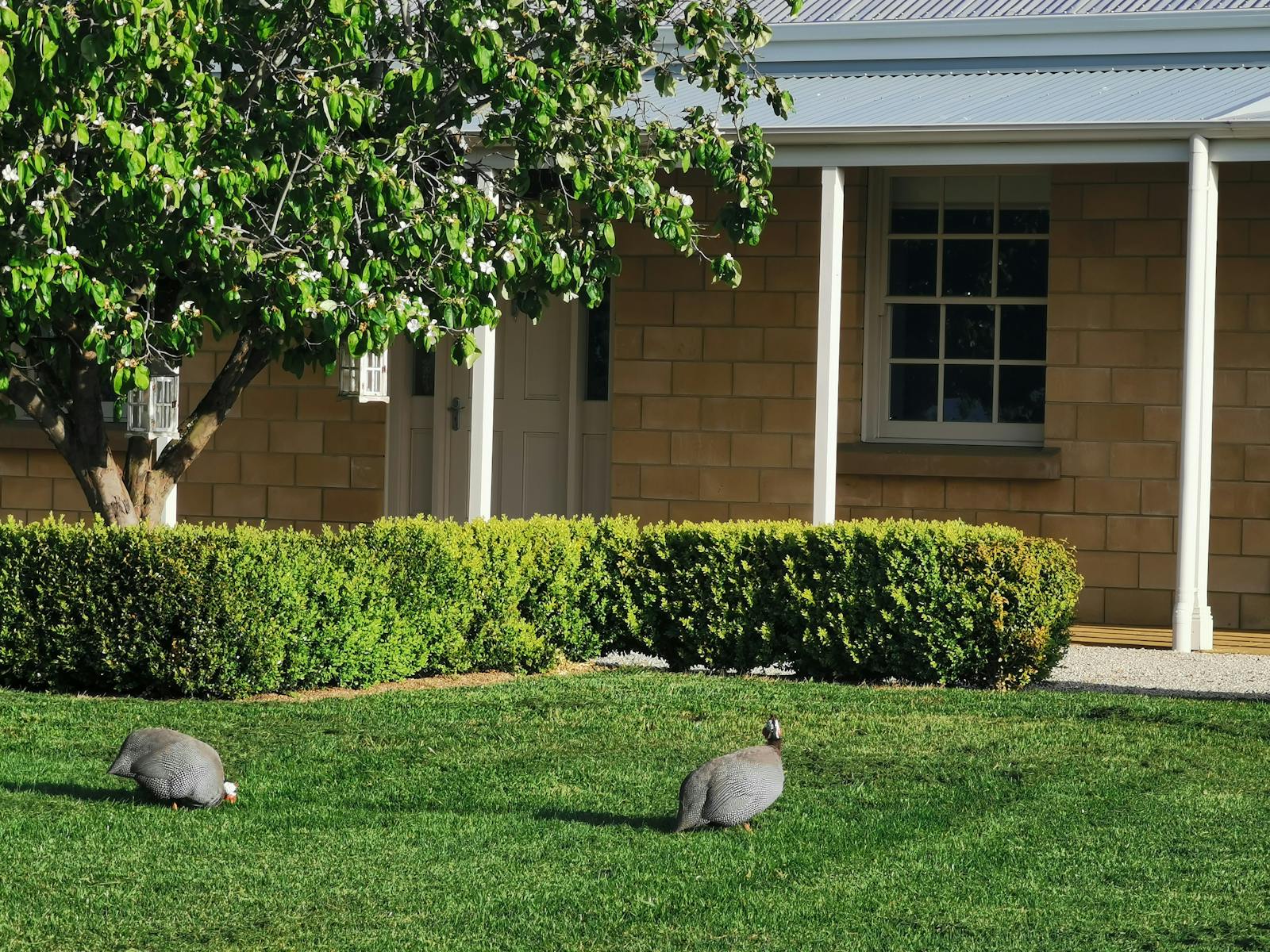 house and guinea fowls