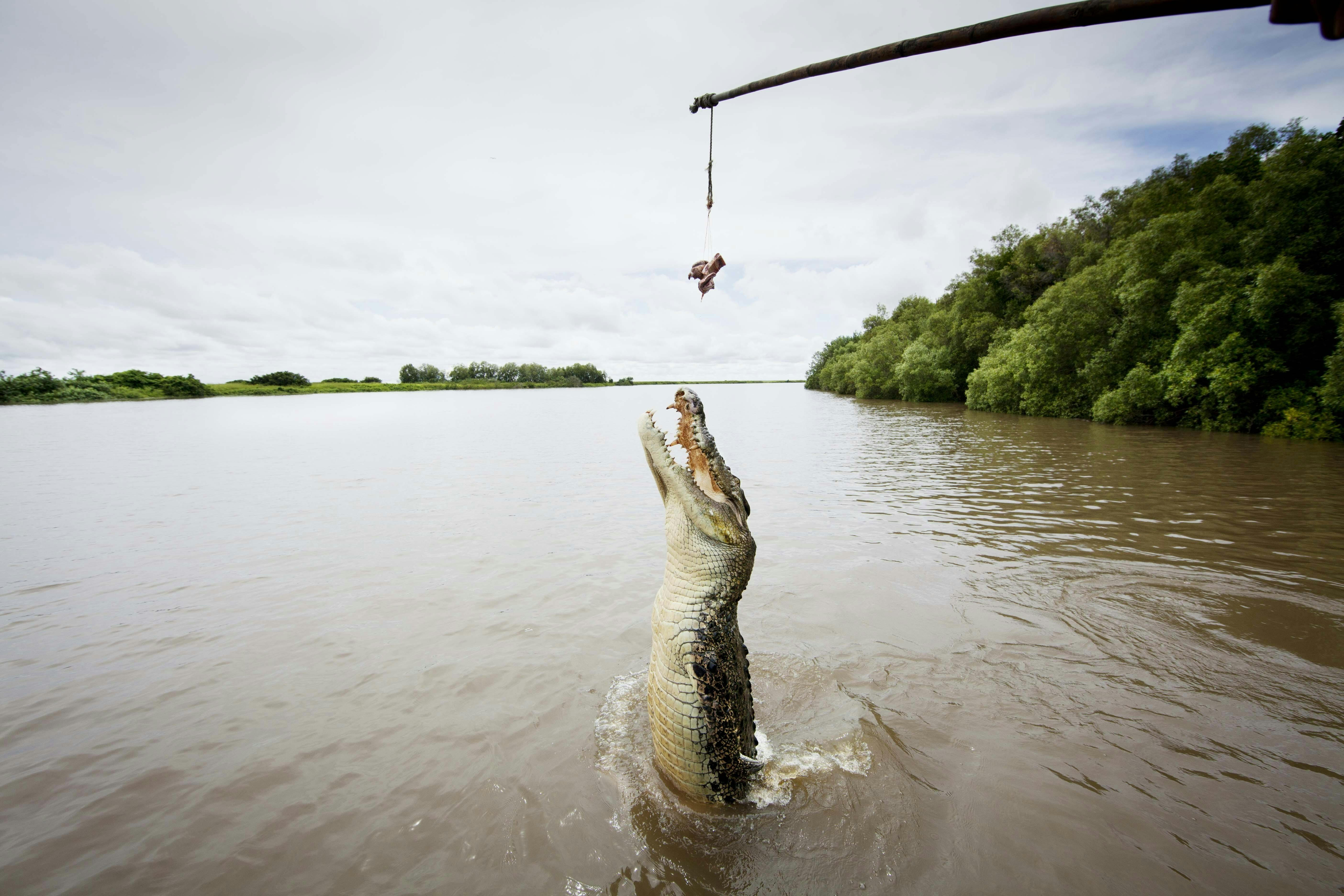 Jumping Crocodile Cruise !  Sacred Owl Tours