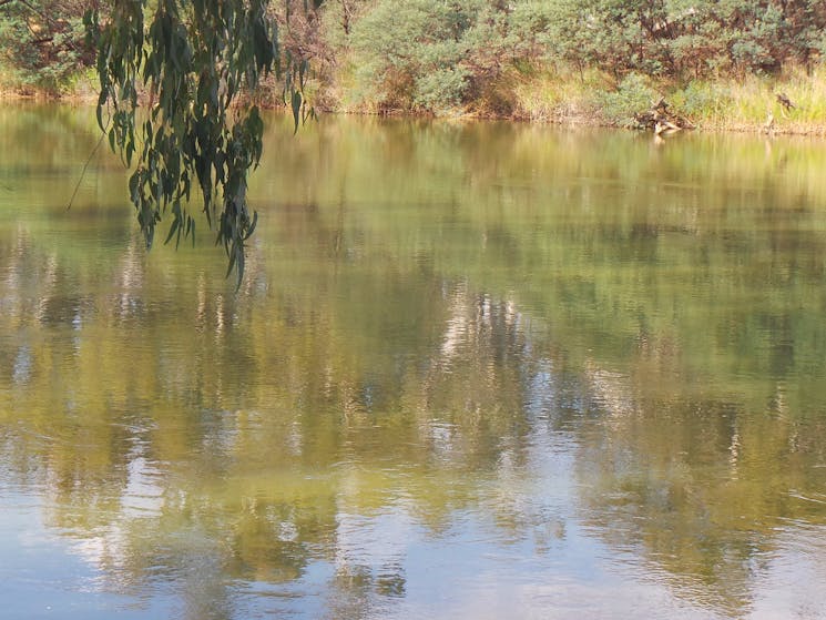 Murray River at the Corowa Common