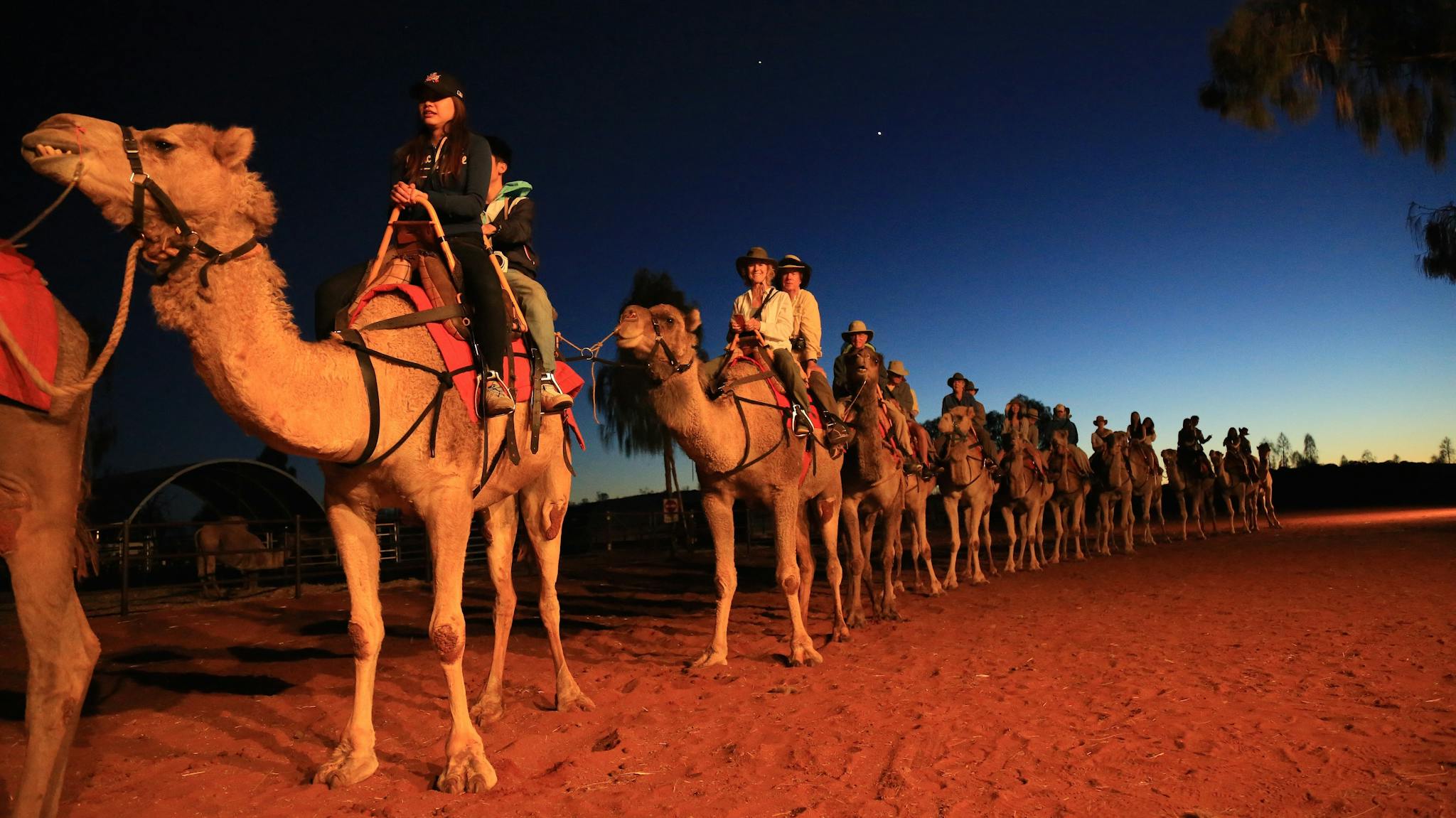Sunrise camel experience