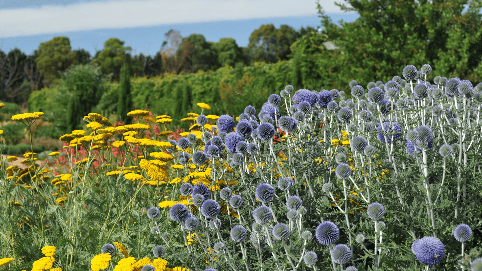 Lambley Nursery and Gardens