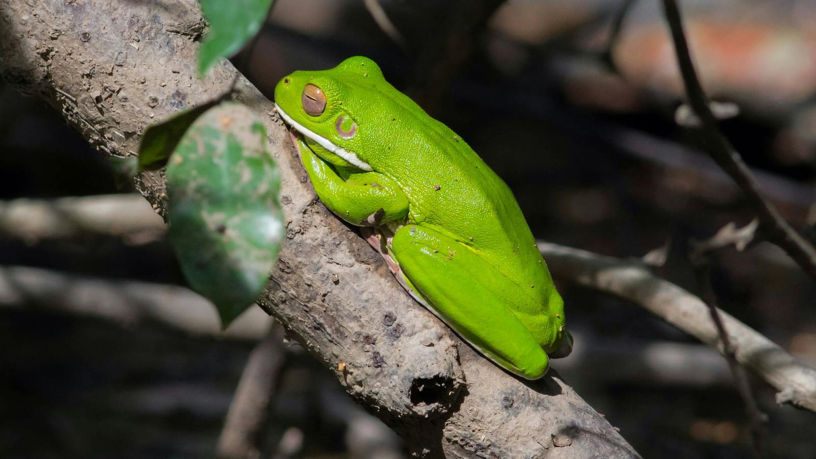 Treefrog