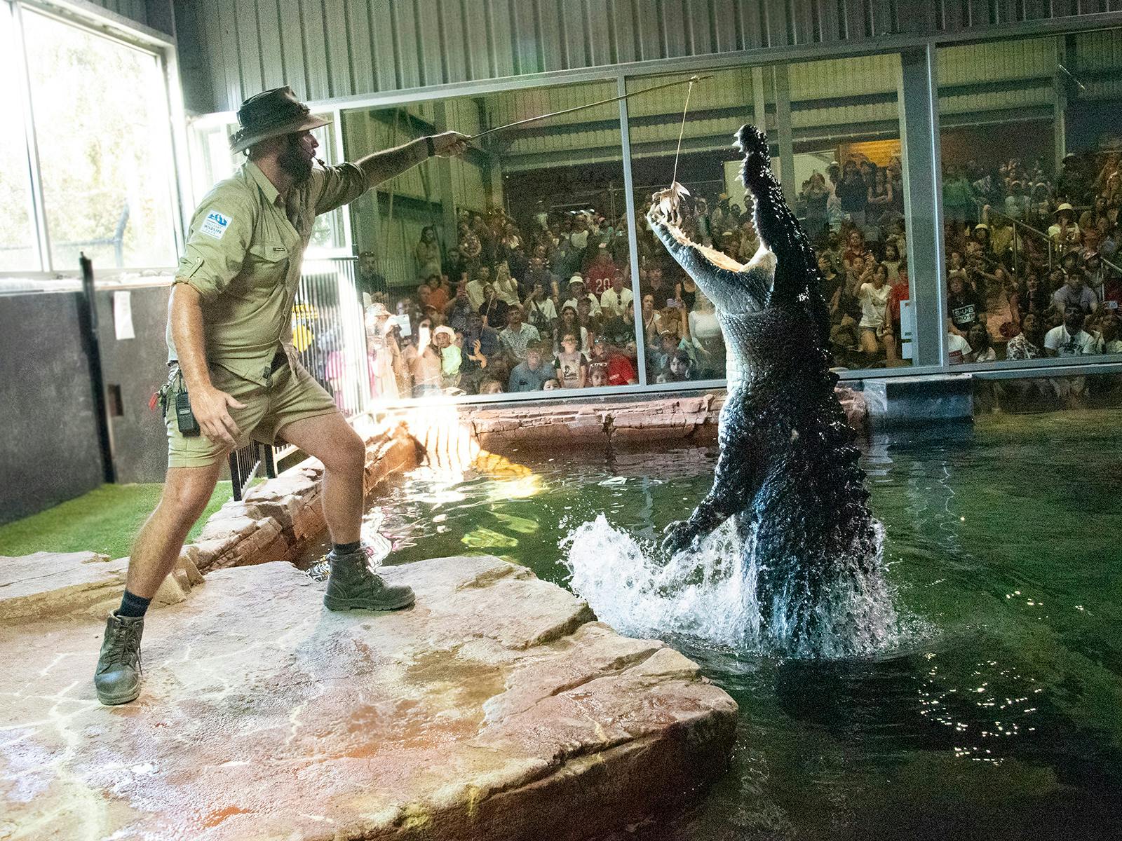 Keeper feeding a 5m Saltwater Crocodile