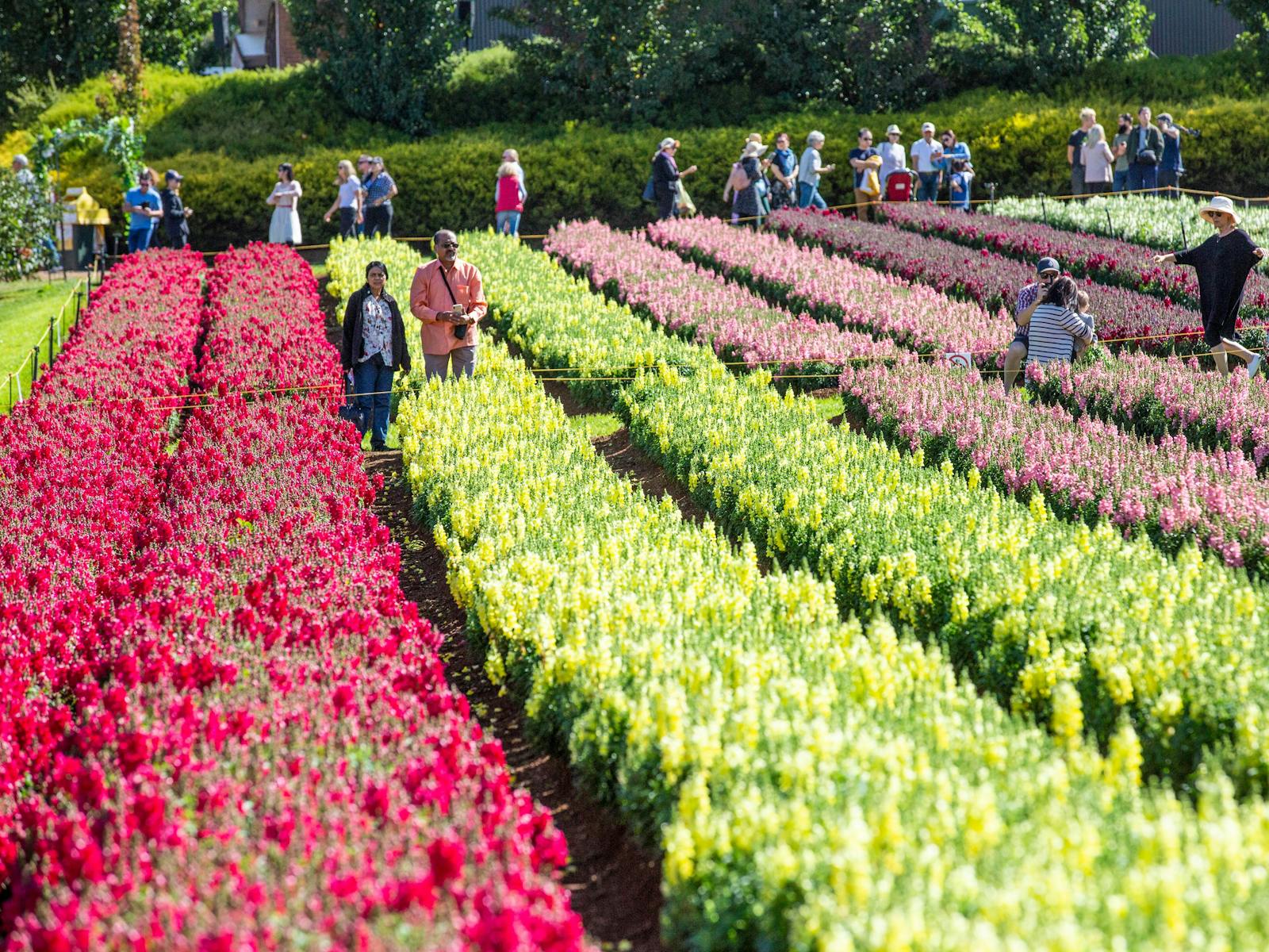 Image for Tesselaar KaBloom Festival of Flowers