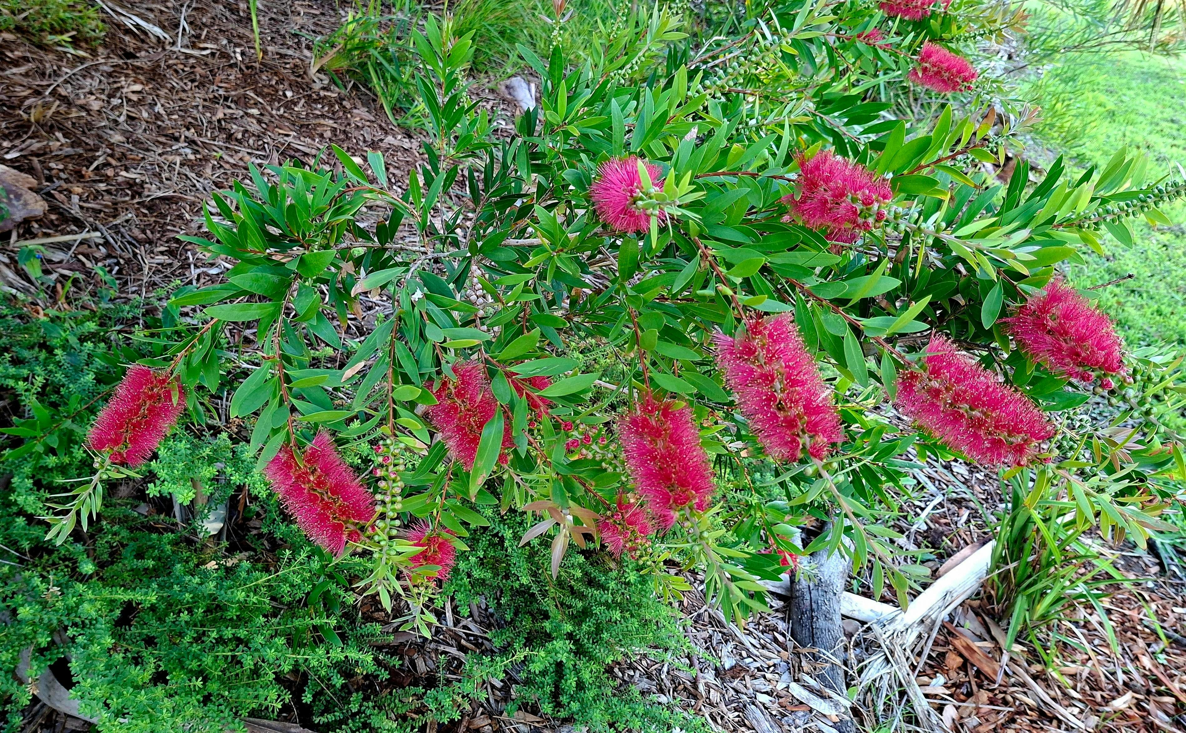 Green Space, Bushland, Flora, Birds