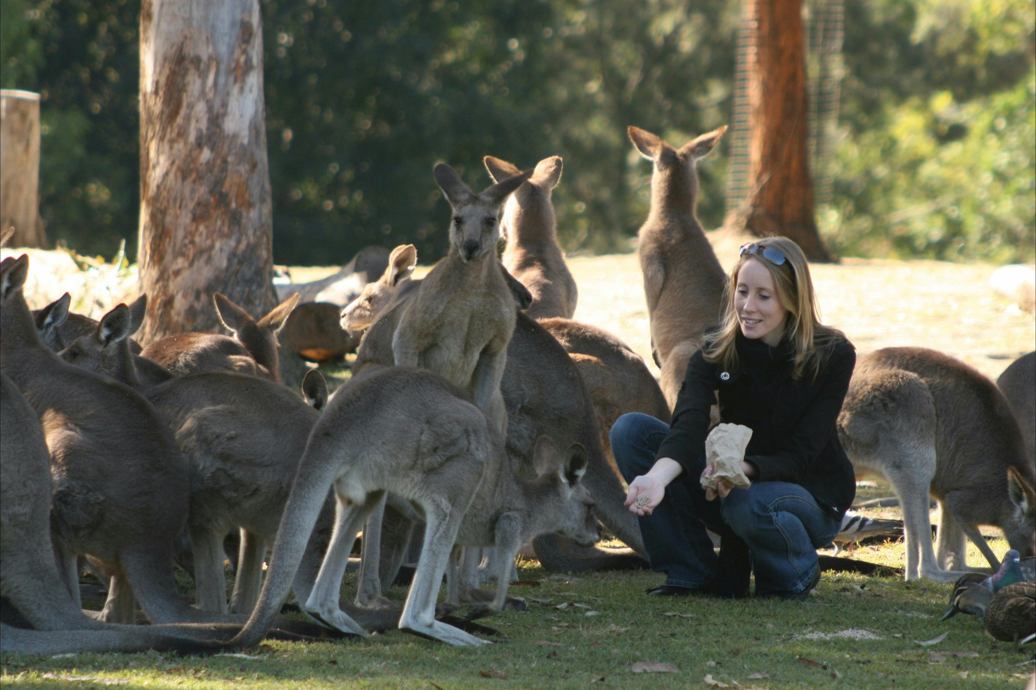 Kangaroos at Lone Pine