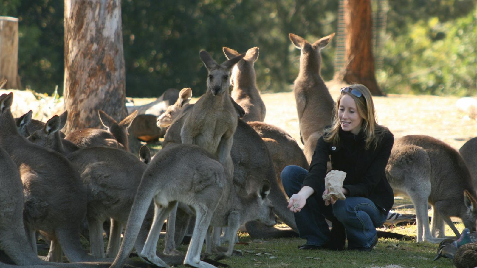 Kangaroos at Lone Pine