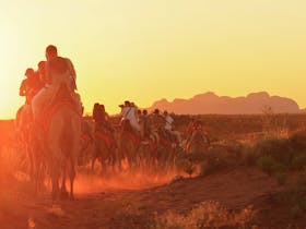 Sunset camel experience
