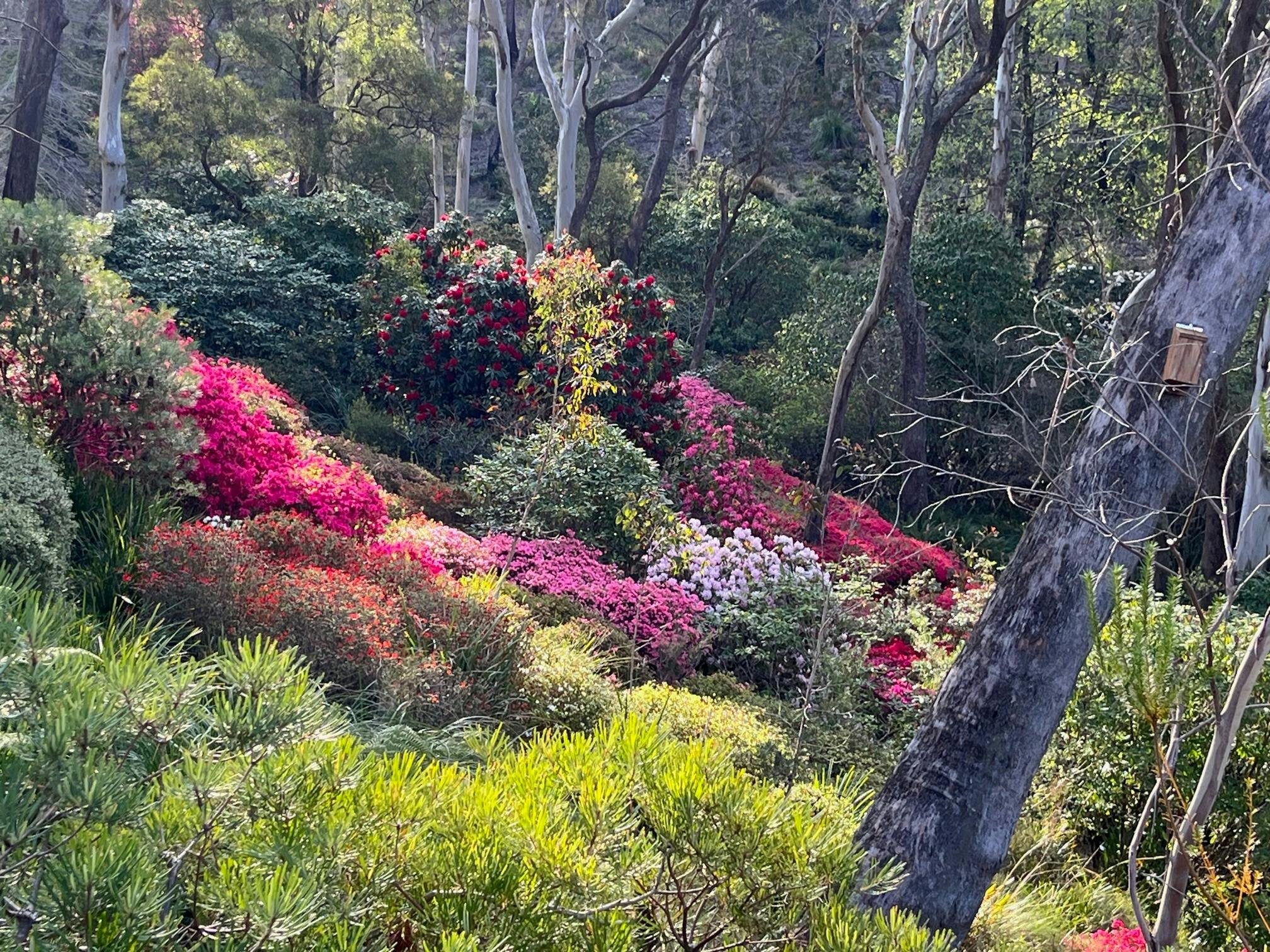山坡上的杜鹃花