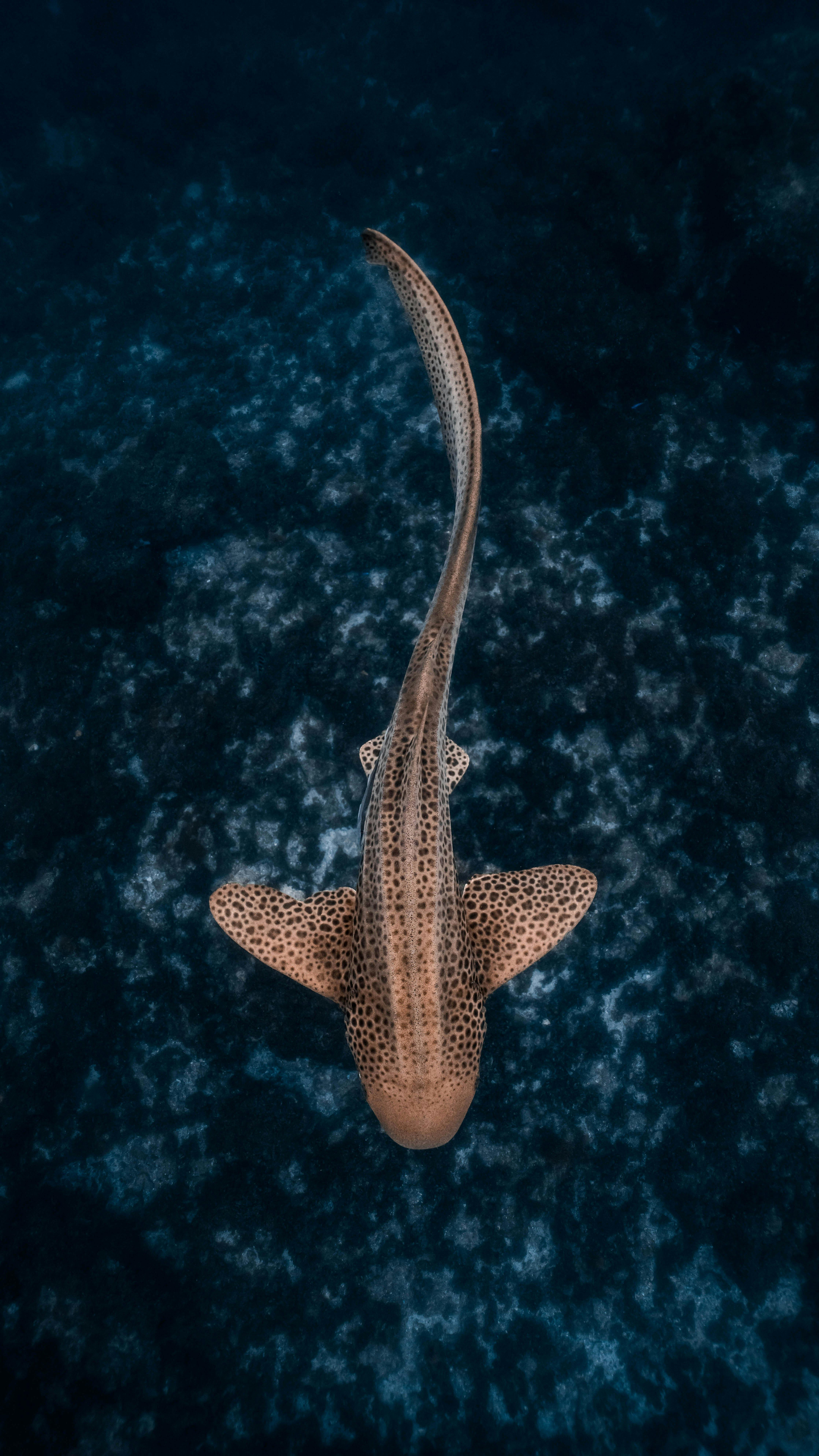 leopard shark