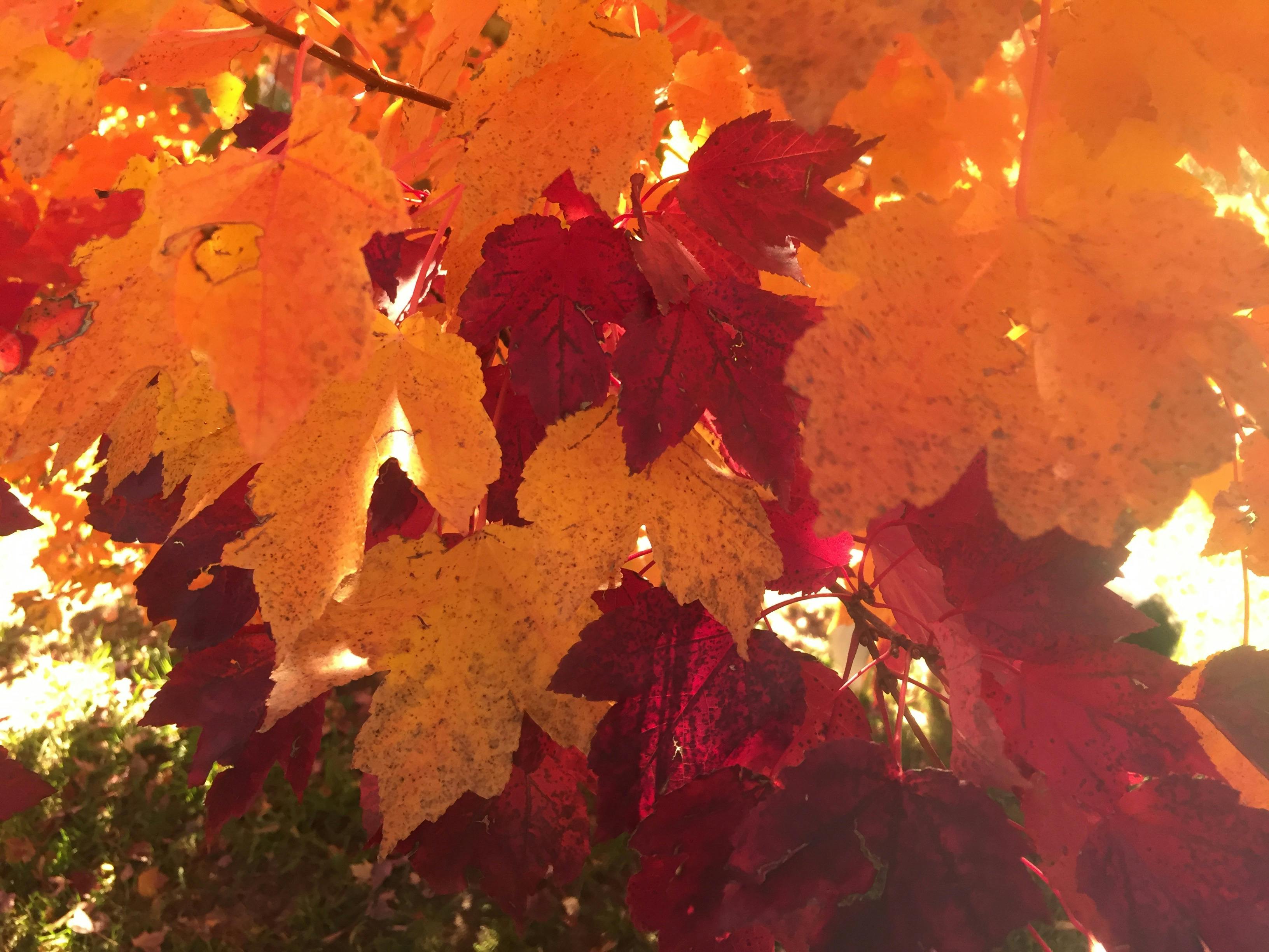 New England Autumn Garden Trail - Glen Innes