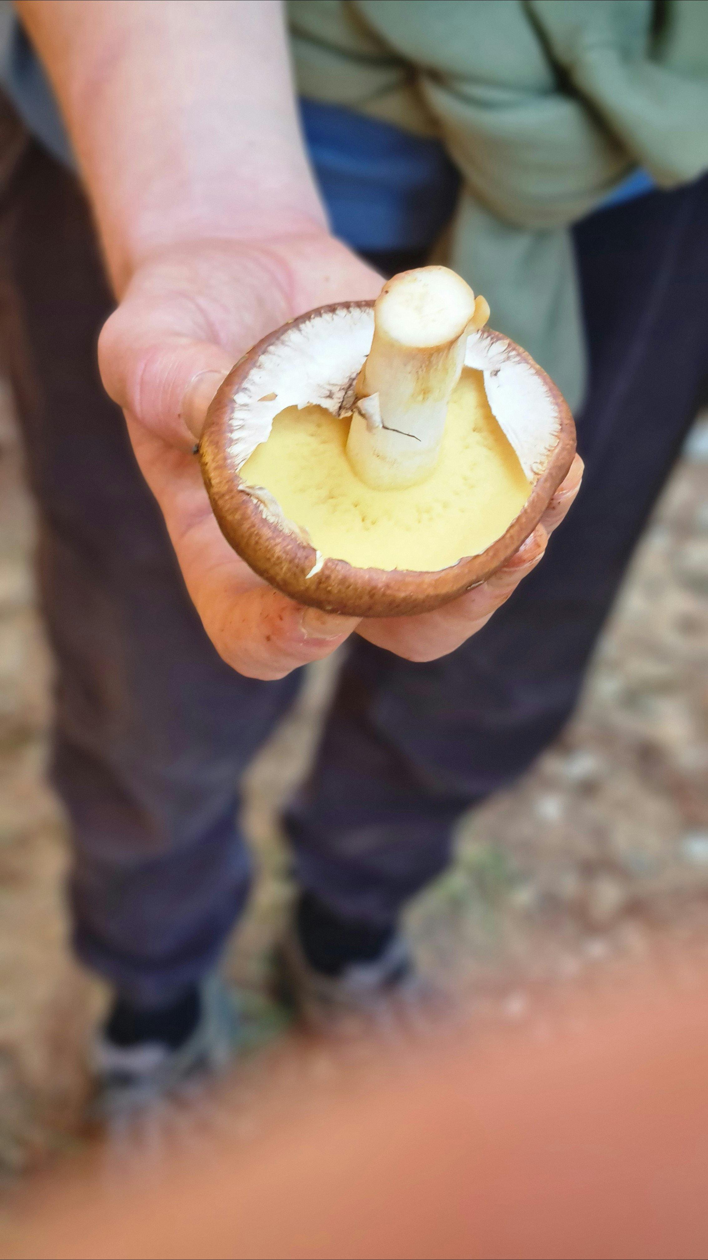 King's Birthday  Wild Mushroom Hunt