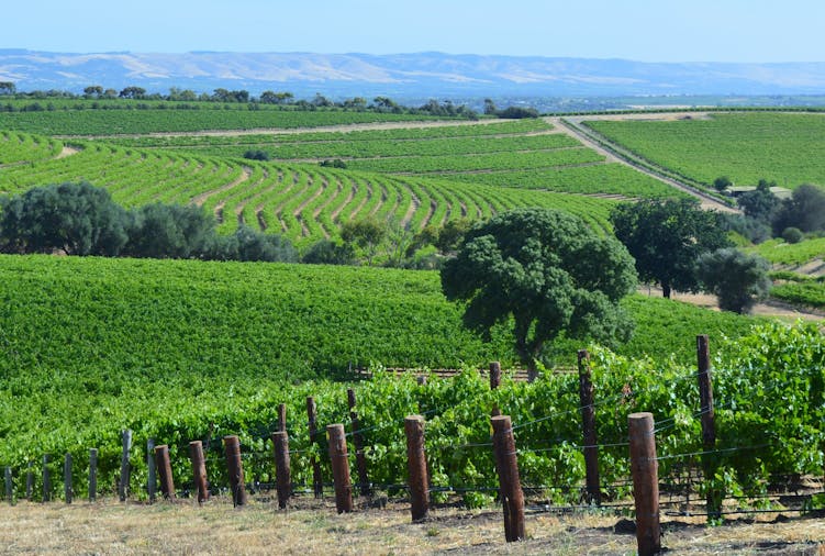 McLaren Vale Wine Tour