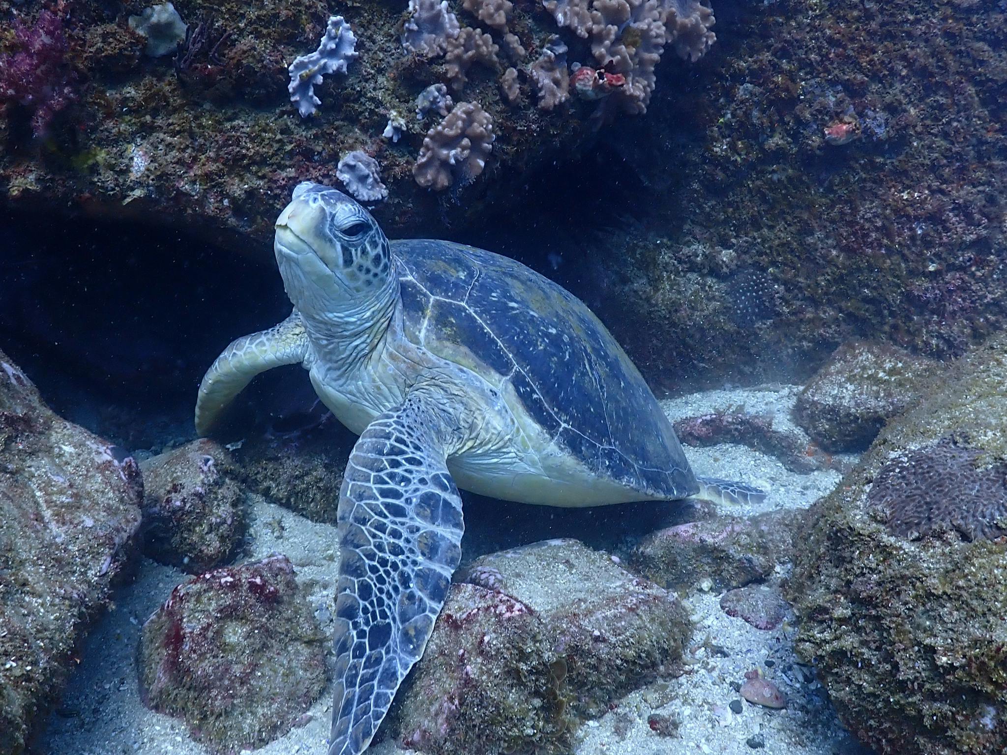 Turtles Sanctuary Turtles Sanctuary