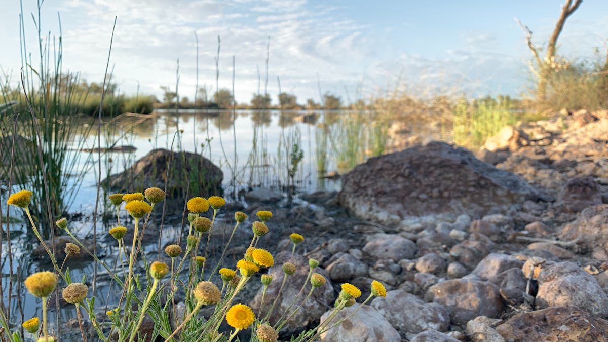 Birdsville Billabong wildflowers