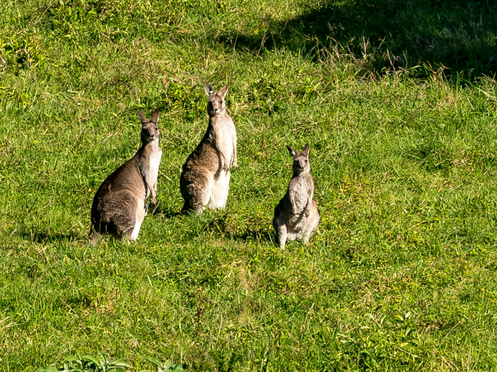 Kangaroos sitting in grasslands
