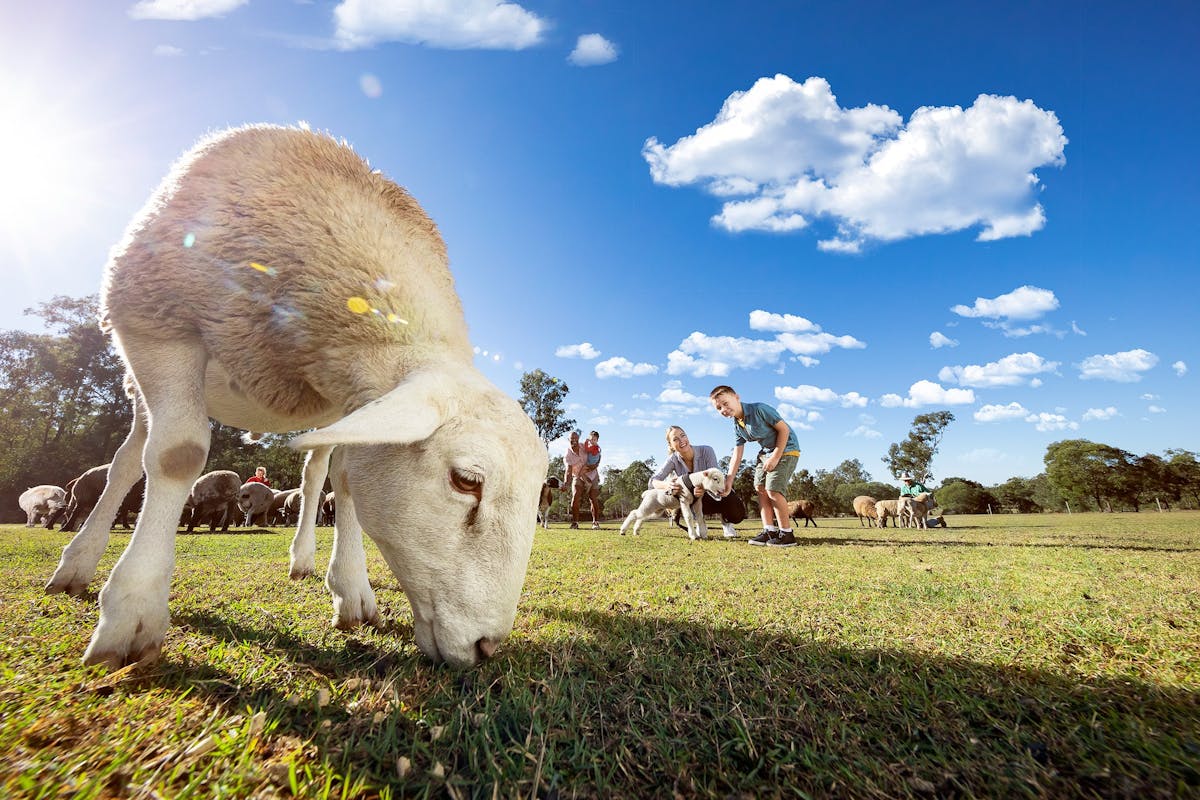 Haiglsea Ewe Nique Hobby Farm