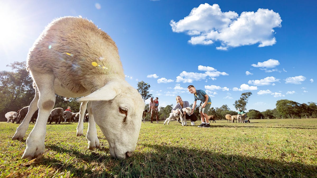 Haiglsea Ewe Nique Hobby Farm