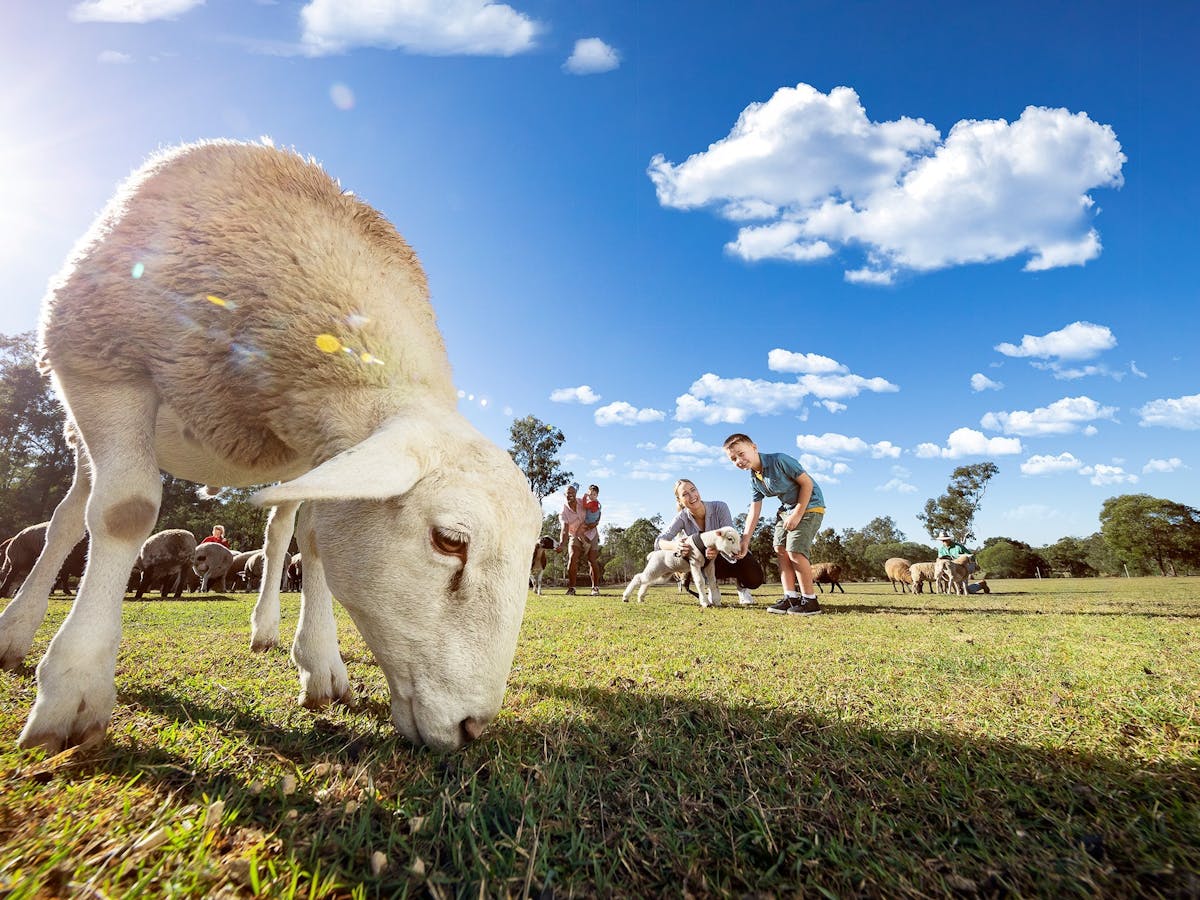 Haiglsea Ewe Nique Hobby Farm