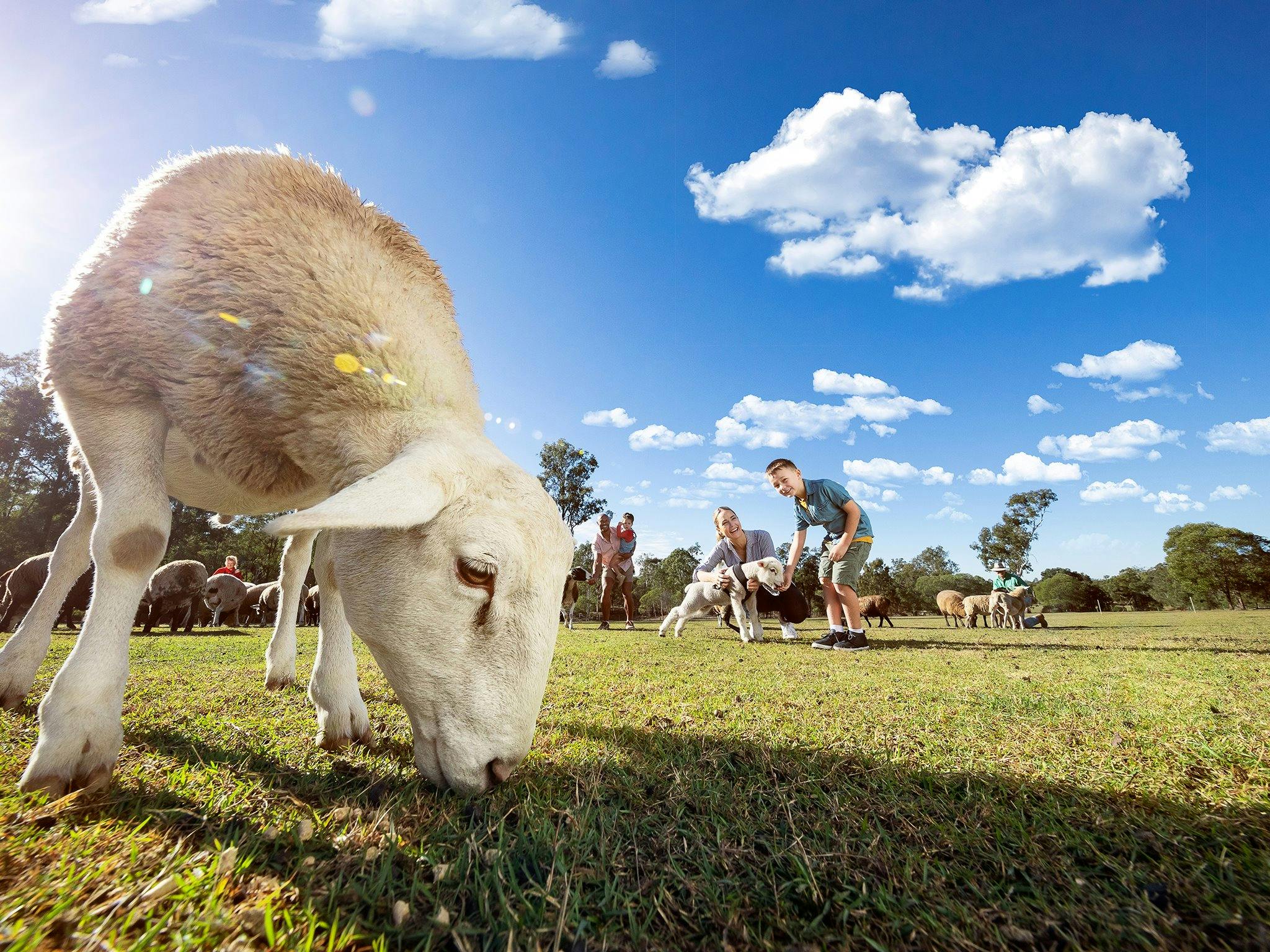 Haiglsea Ewe Nique Hobby Farm Haiglsea Ewe Nique Hobby Farm