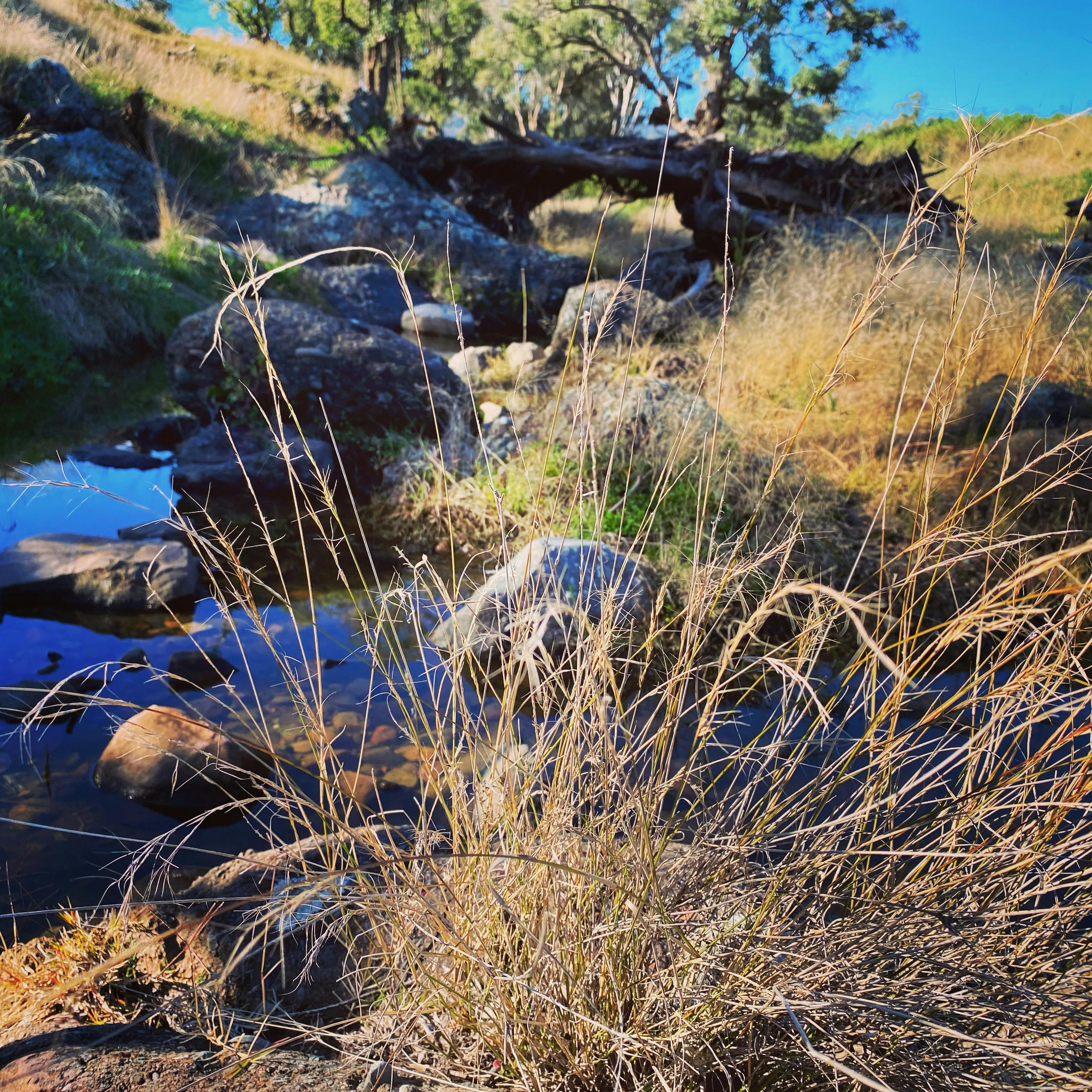 Bush walking by the Dry Creek at Wilgabah