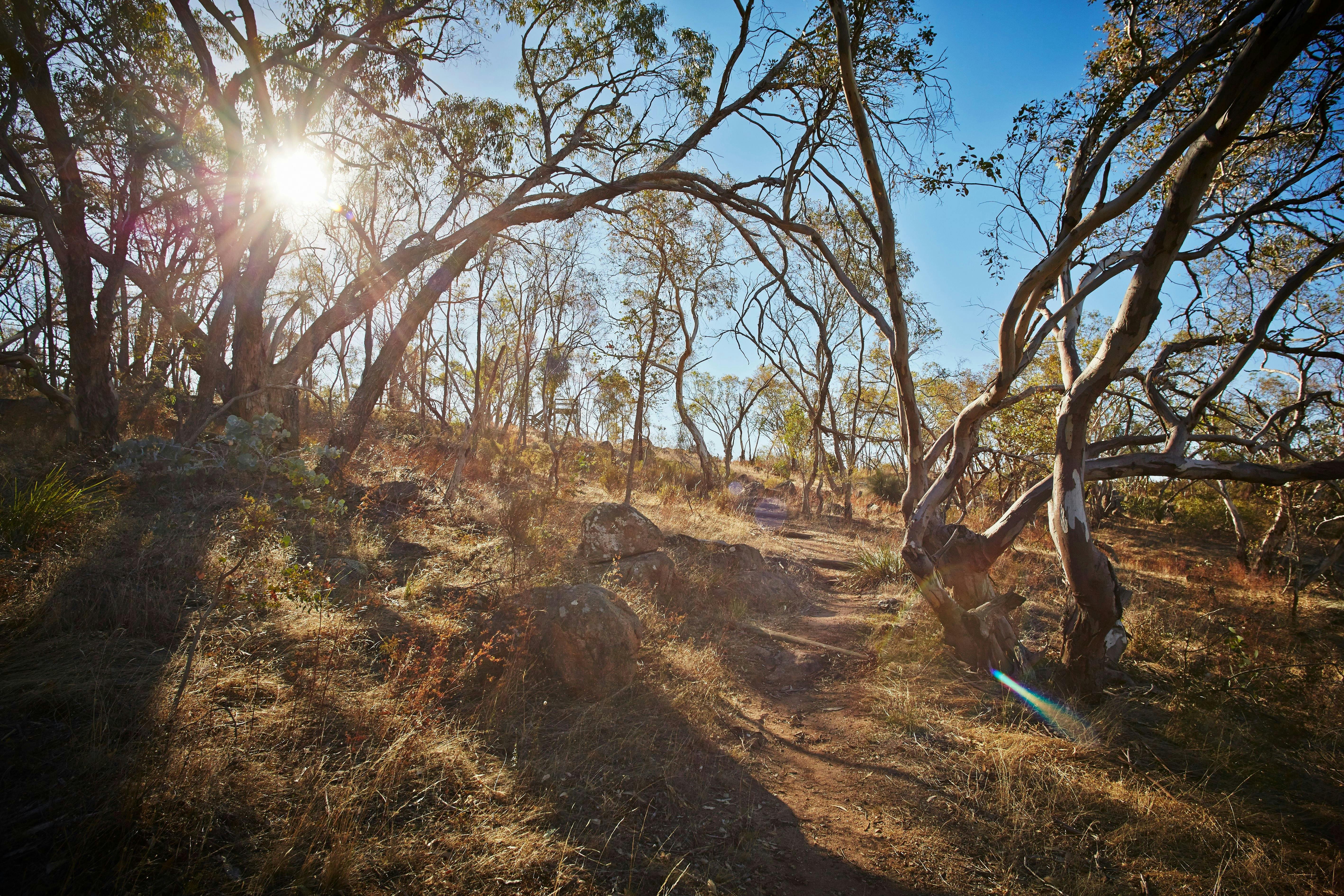 dirt rocky track, trees, gum trees, rocks, native grass, sunshine, blue sky