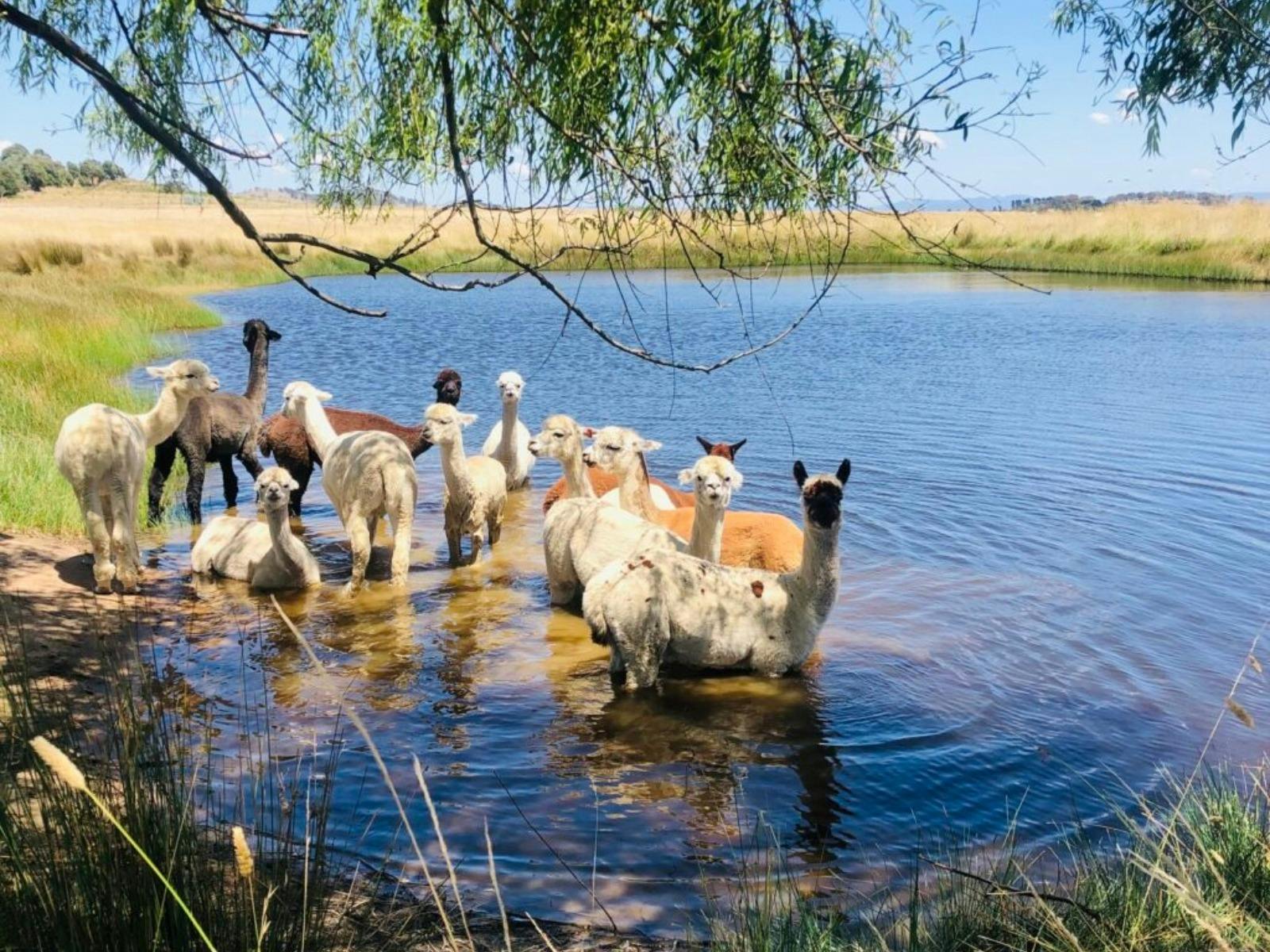 Blackwattle Alpaca Farm