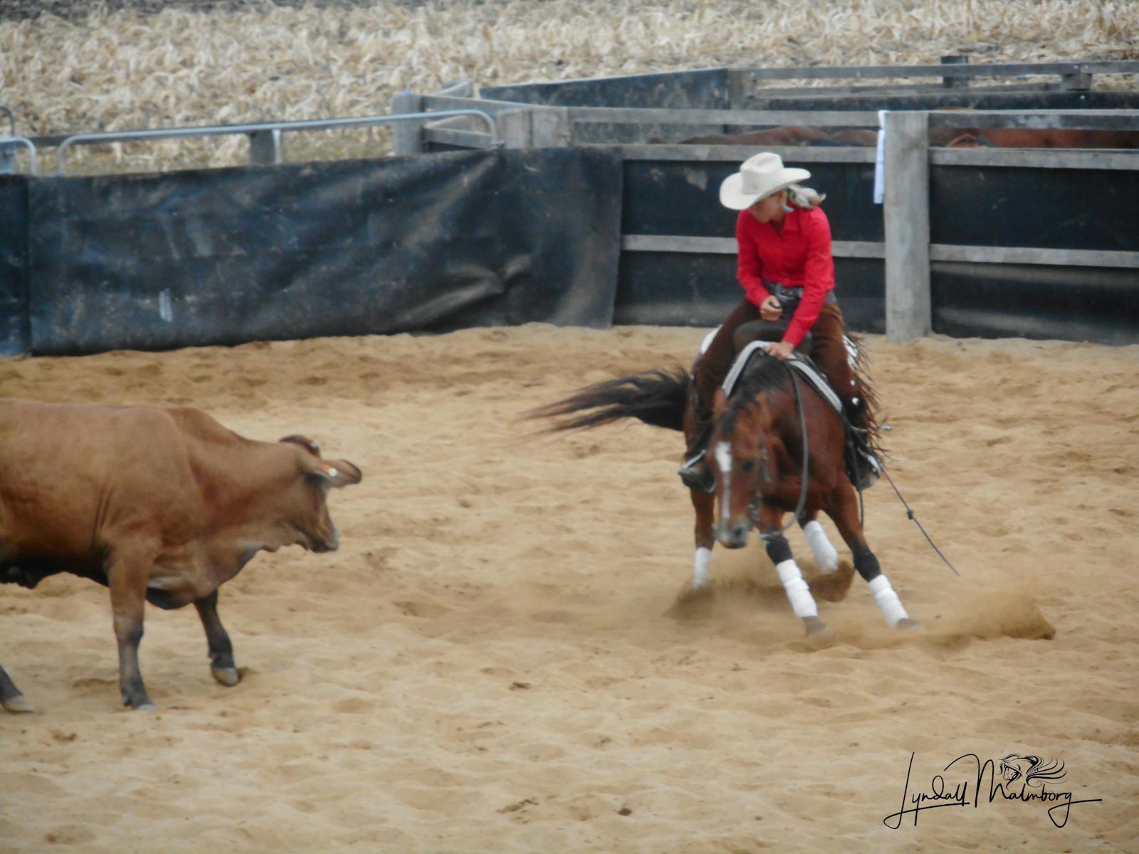 Image for Australian Cutting Horse and Youth Group National Finals