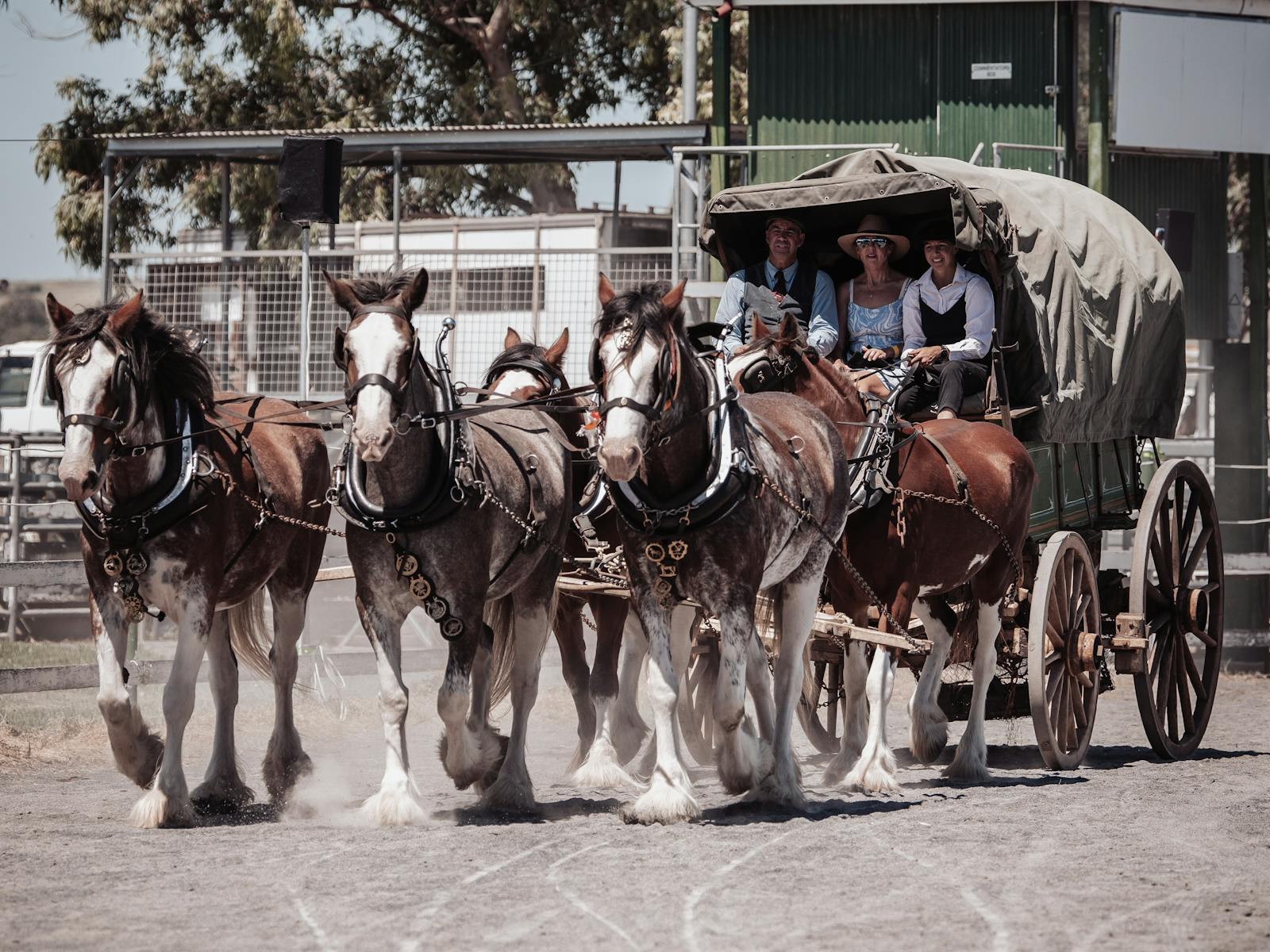 Image for Darling Downs Heavy Horse Festival 2025