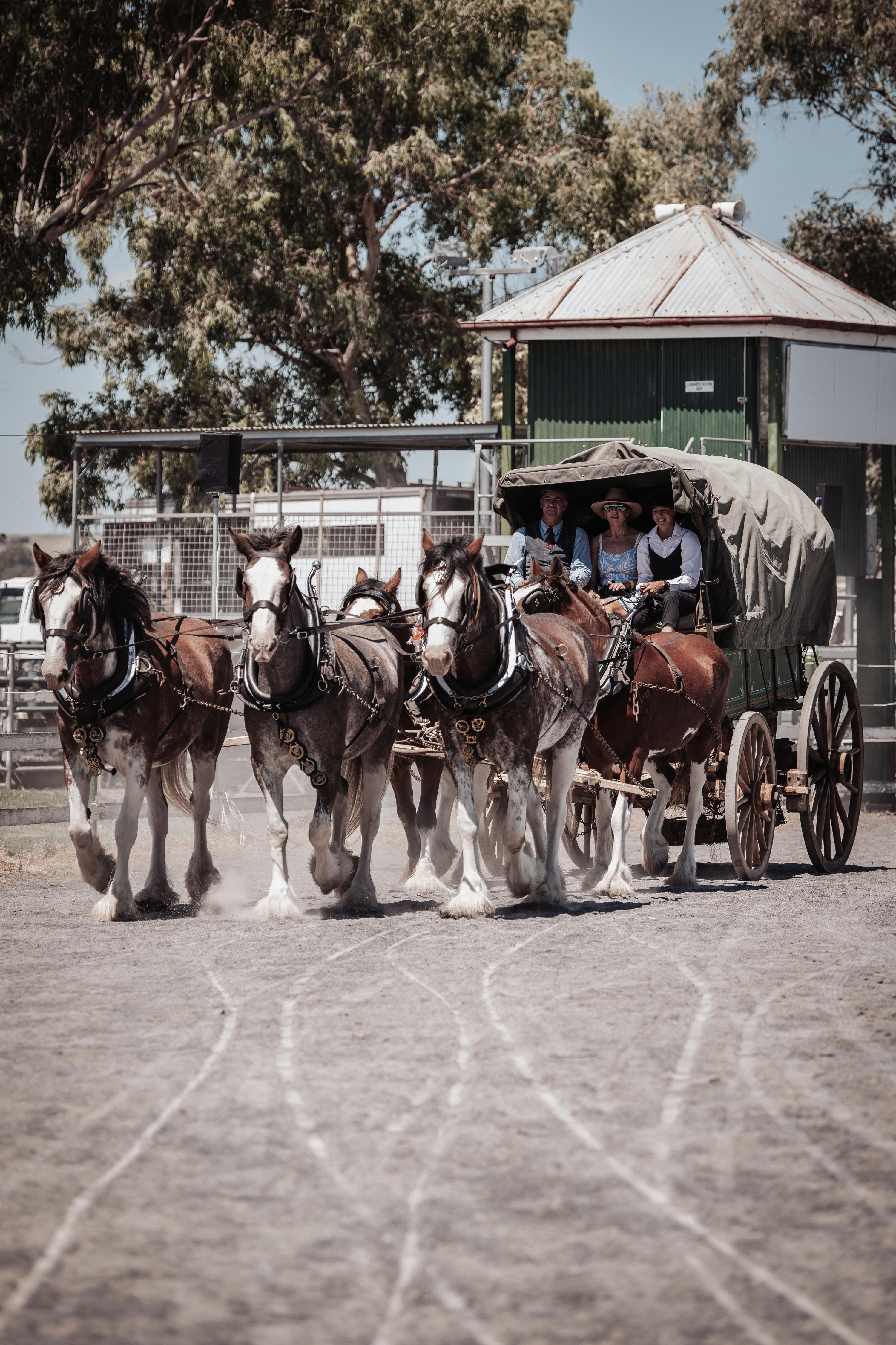 'The Lady Pearl' a thorough brace Drovers Wagon drawn by five magnificent Duneske Clydesdales