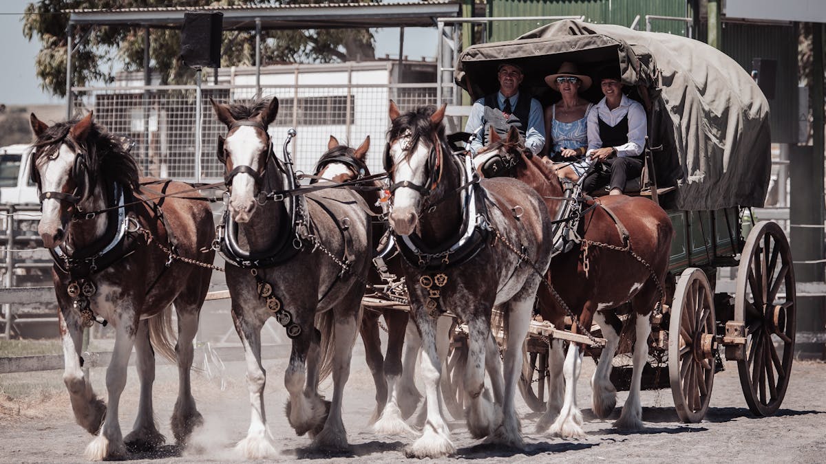 'The Lady Pearl' a thorough brace Drovers Wagon drawn by five magnificent Duneske Clydesdales