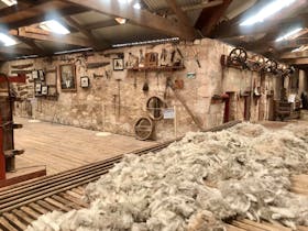 Shearing day