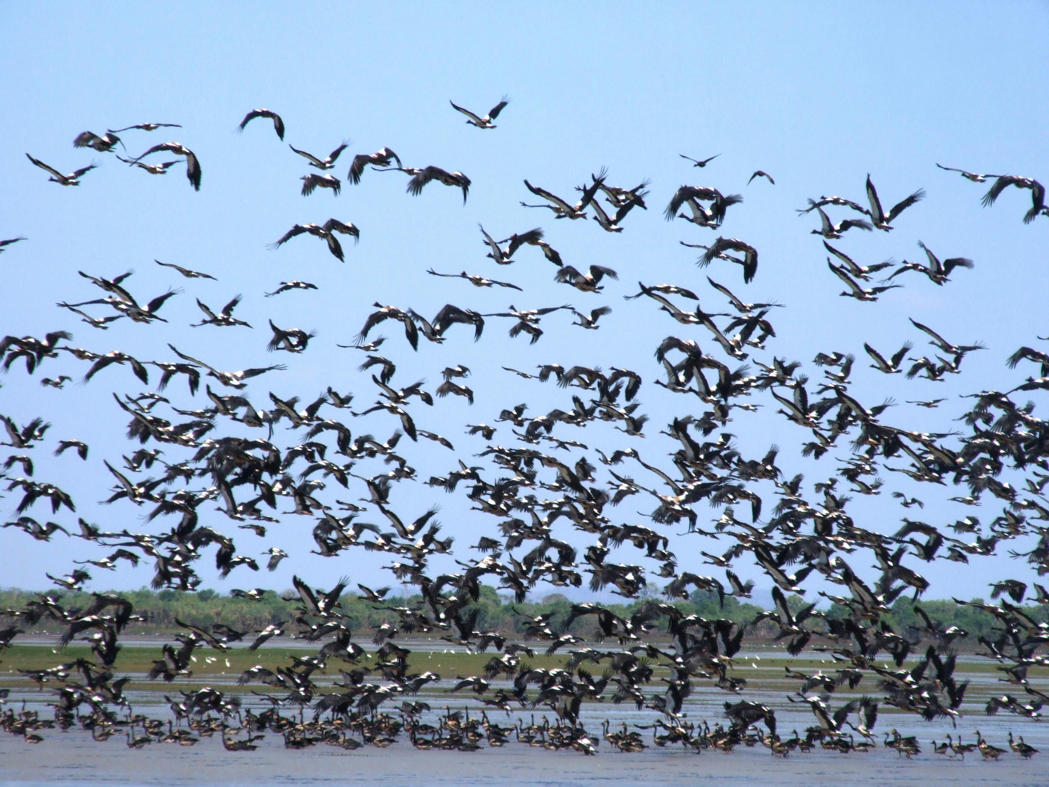 1 Day Wild Kakadu Birdwatching tour