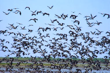 1 Day Wild Kakadu Birdwatching tour
