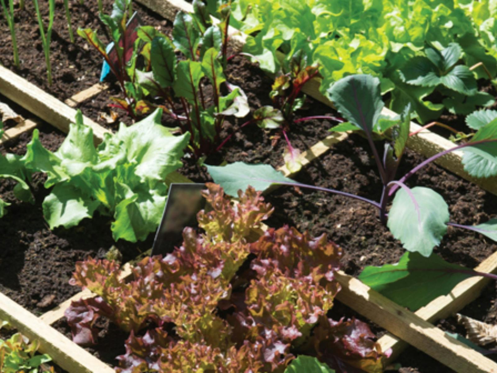 Image for Healthy Dishes on a Budget and Vegetable Gardening in Small Spaces