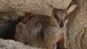 Their only indigenous macropod