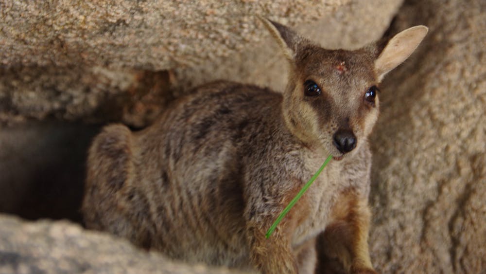 Magnetic Island Tours