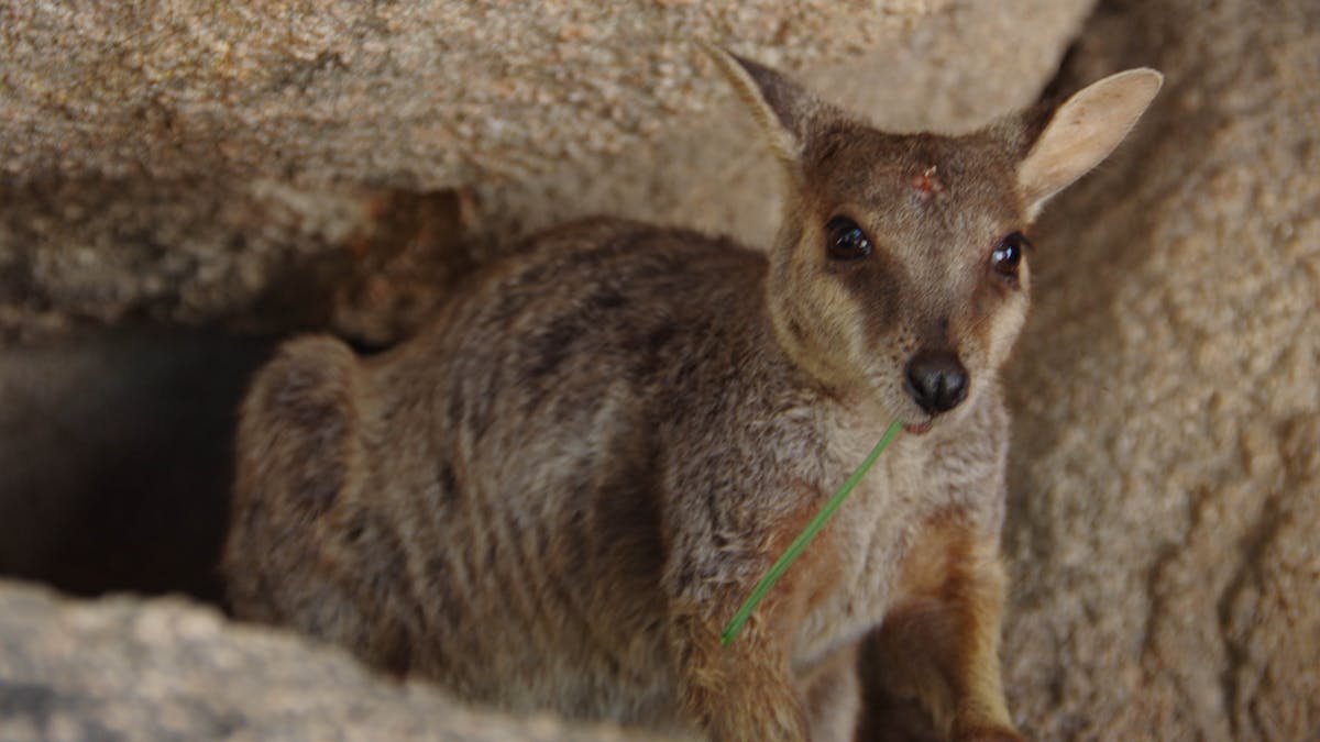 Their only indigenous macropod
