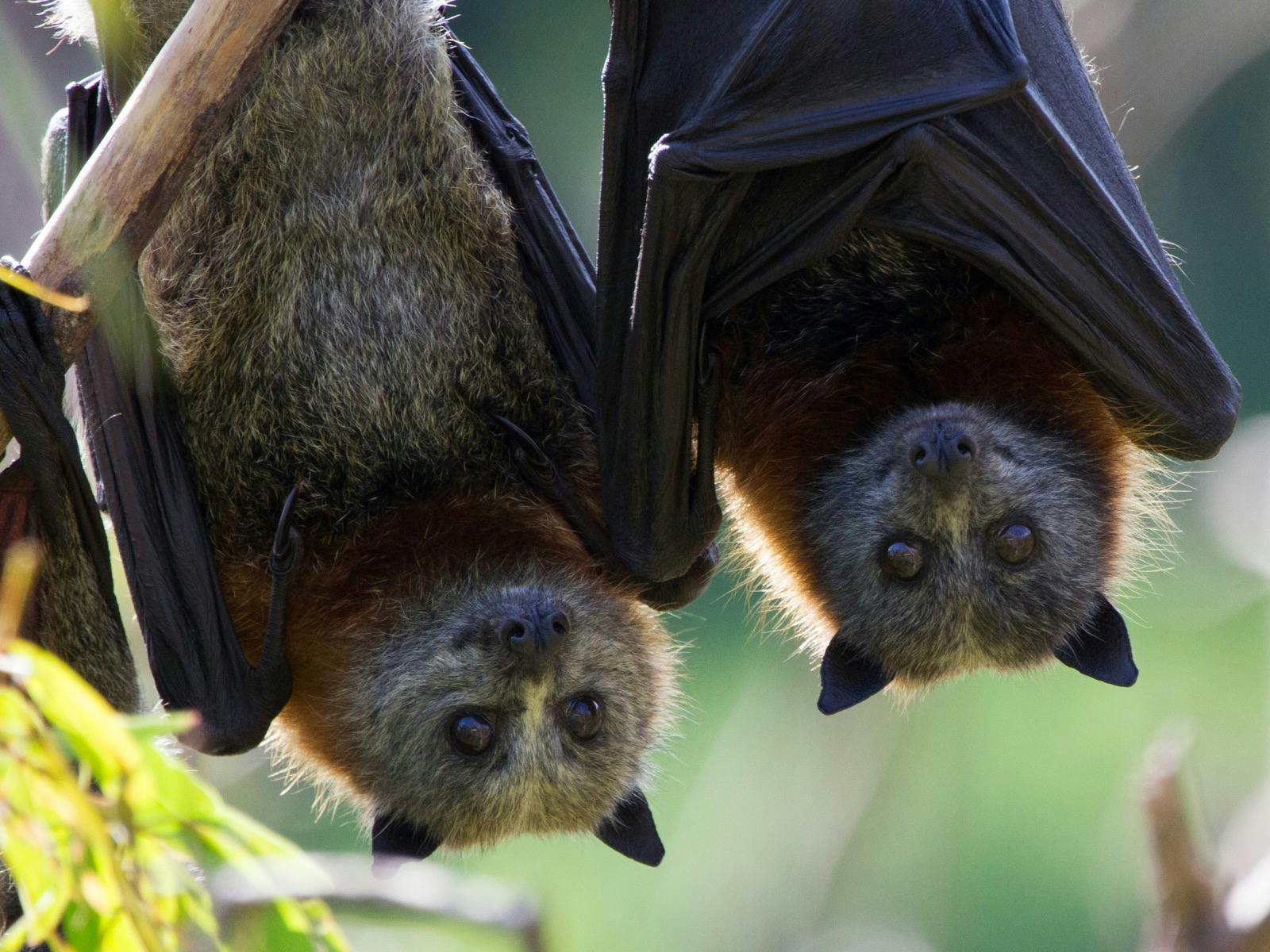 Grey Headed Flying Fox