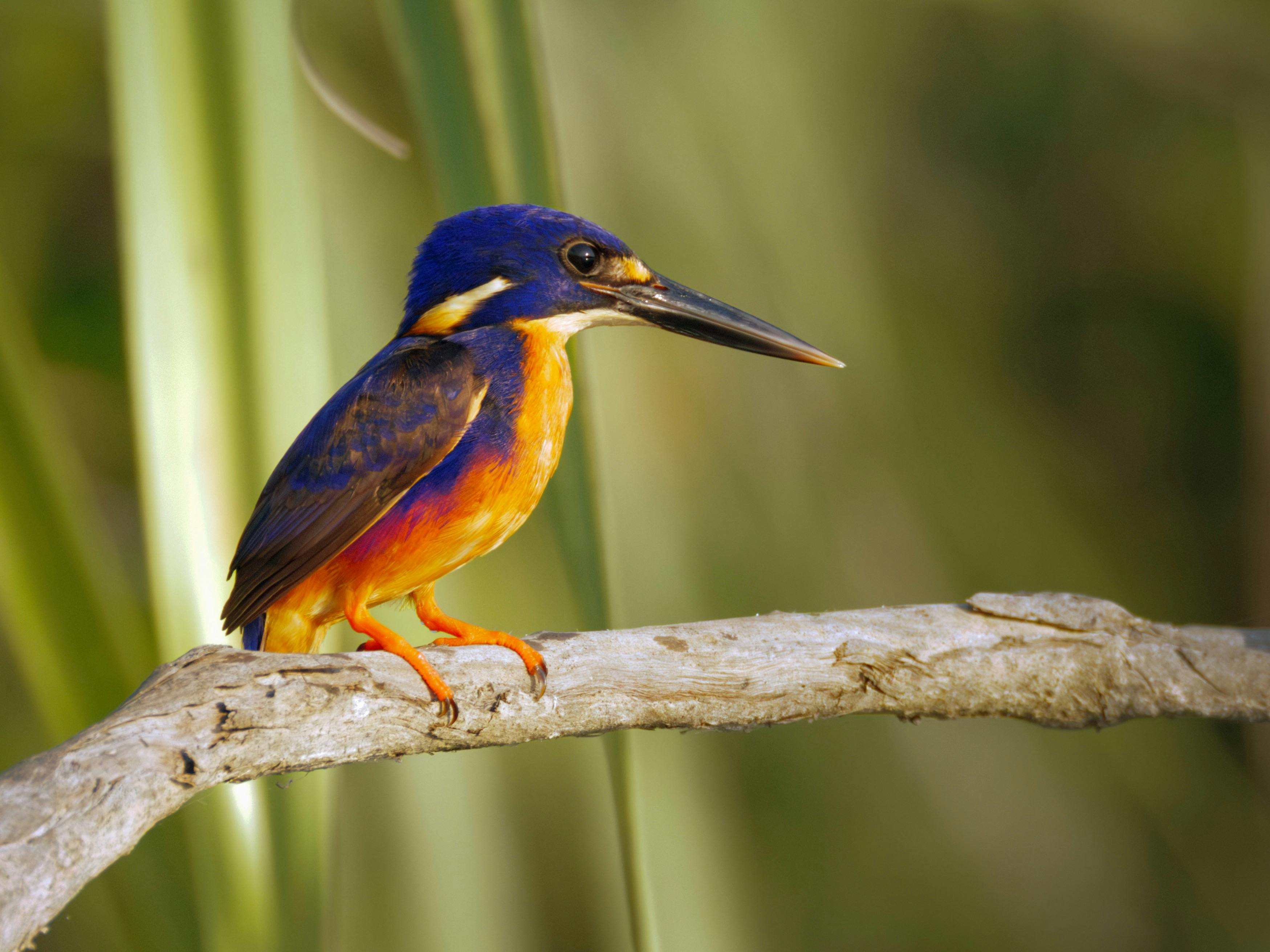 Azure Kingfisher, Ceyx azureus, at Corroboree Billabong, Northern Territory