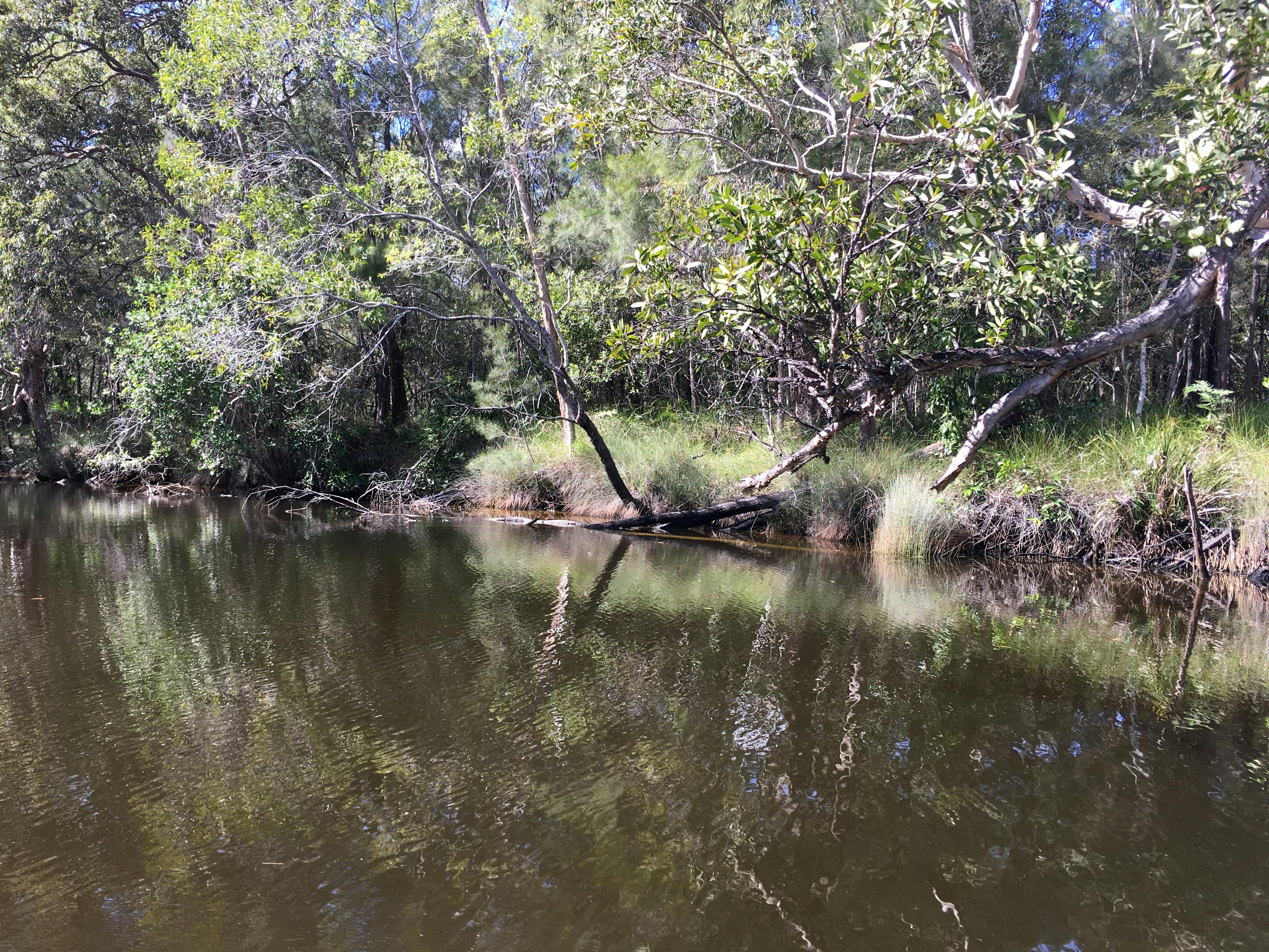 The ancient waterways of Cooloothin Creek, explore by canoe