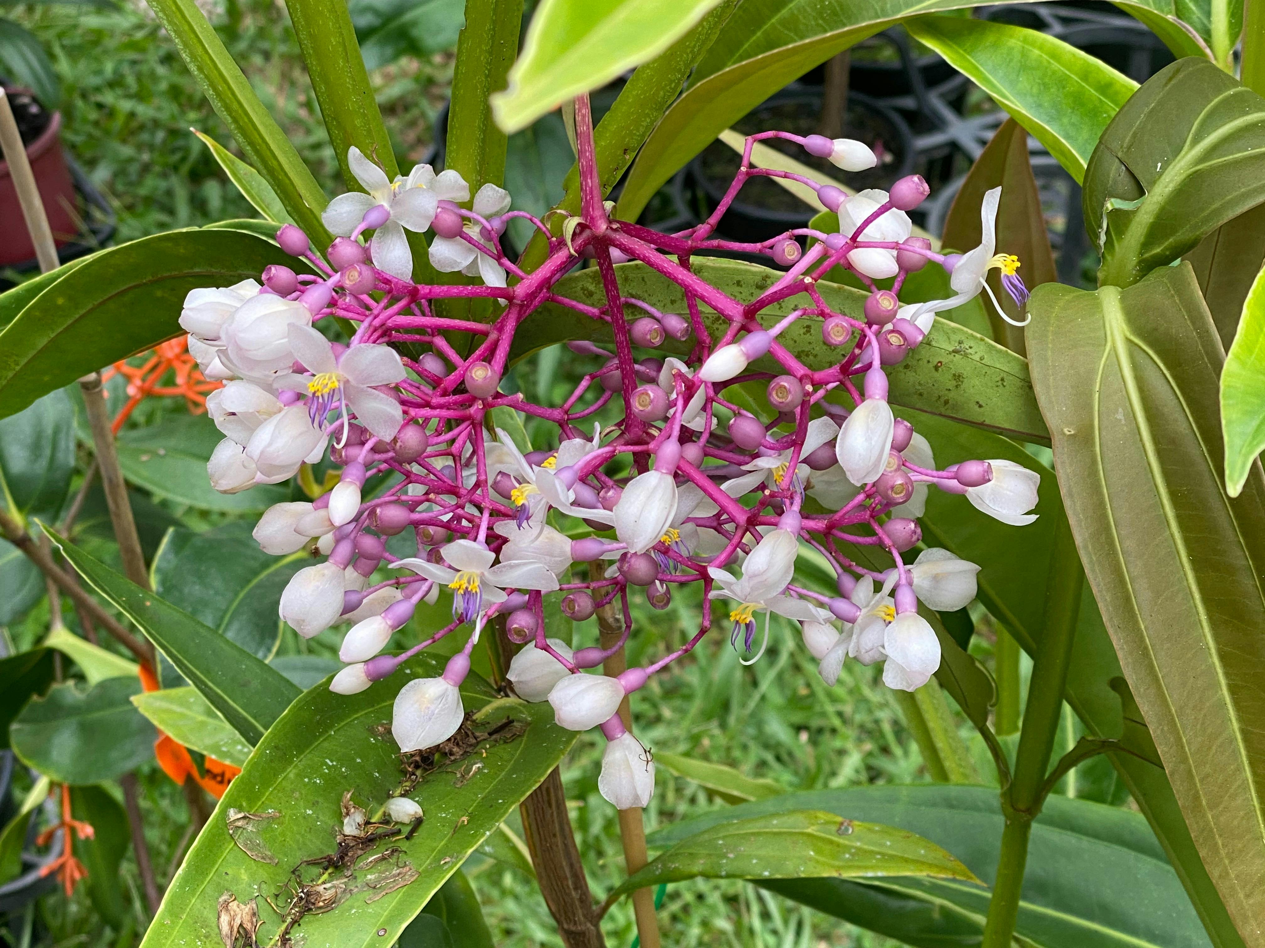 flower