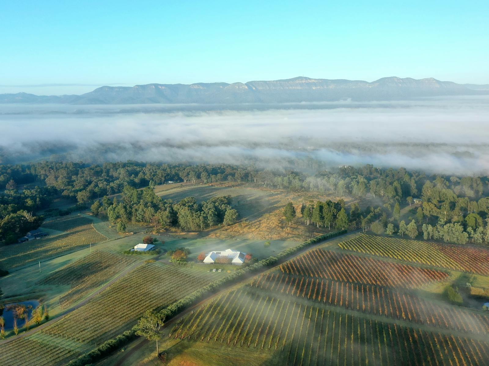 D'Vine Views