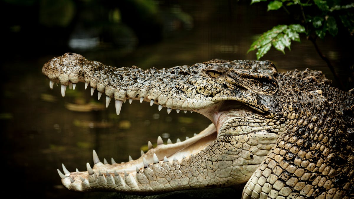 Saltwater Crocodile