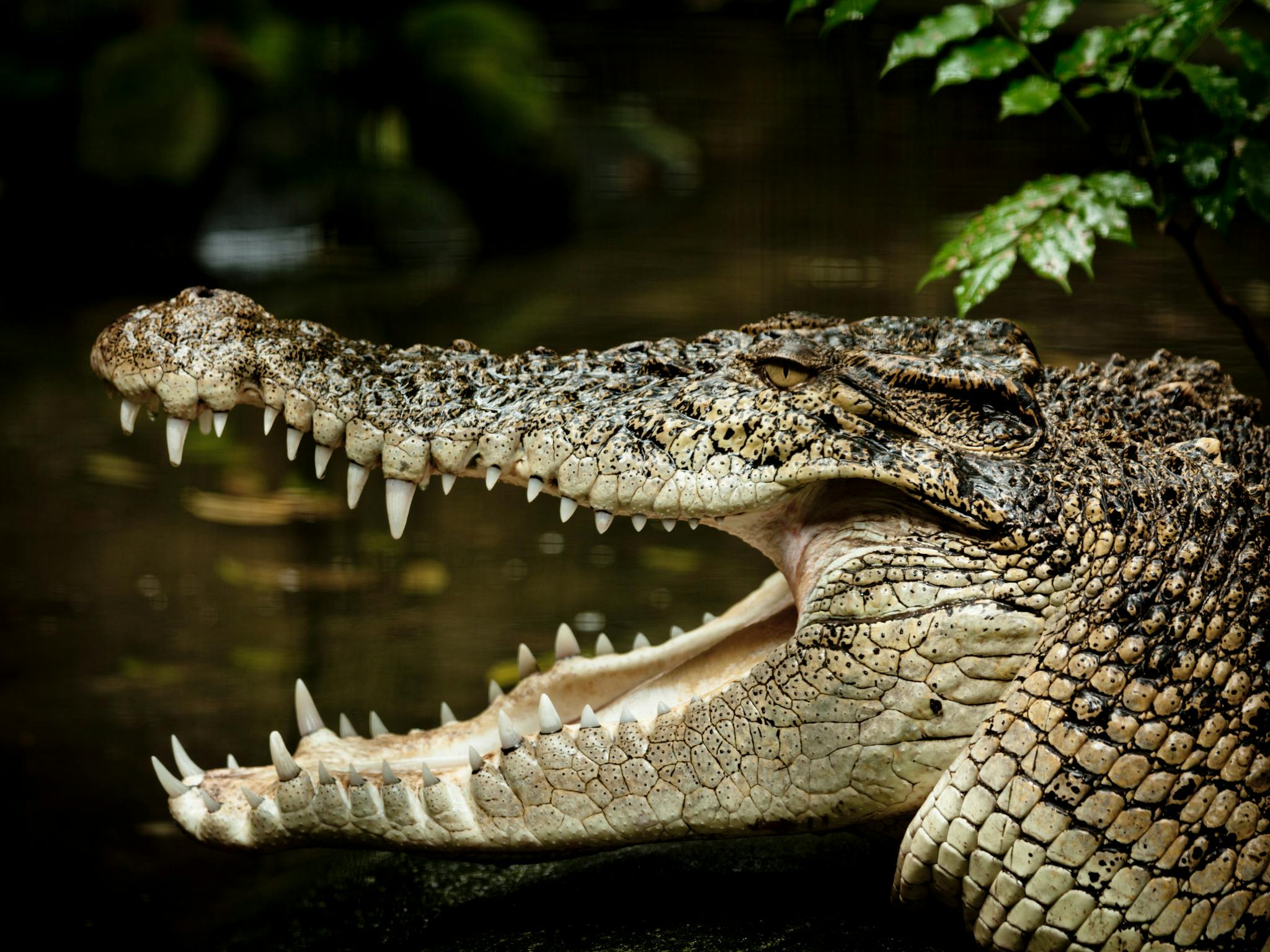 Saltwater Crocodile Saltwater Crocodile