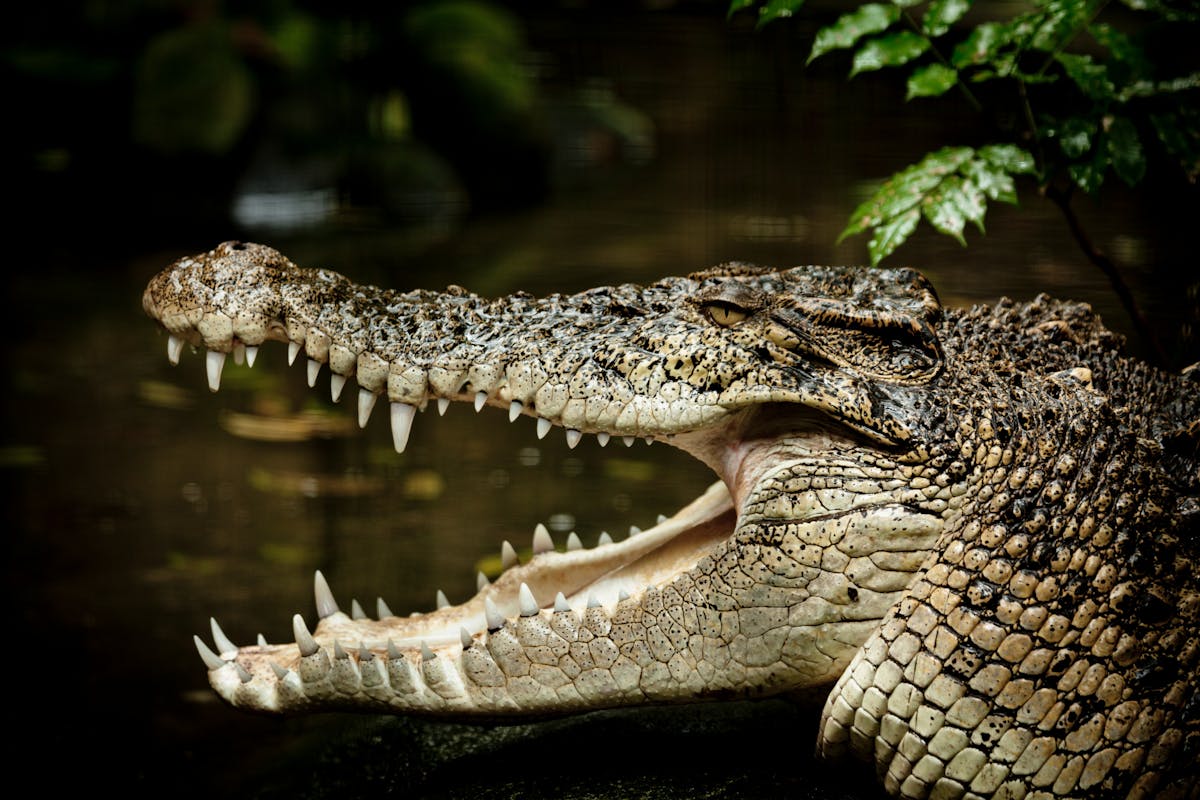 Saltwater Crocodile